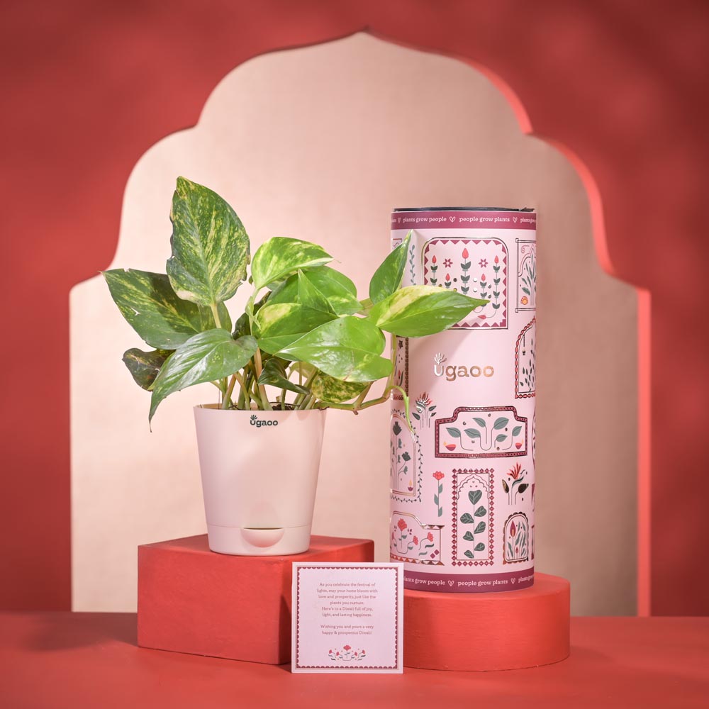 Ugaoo Money Plant Variegated Plant Diwali Gift with Greeting Card