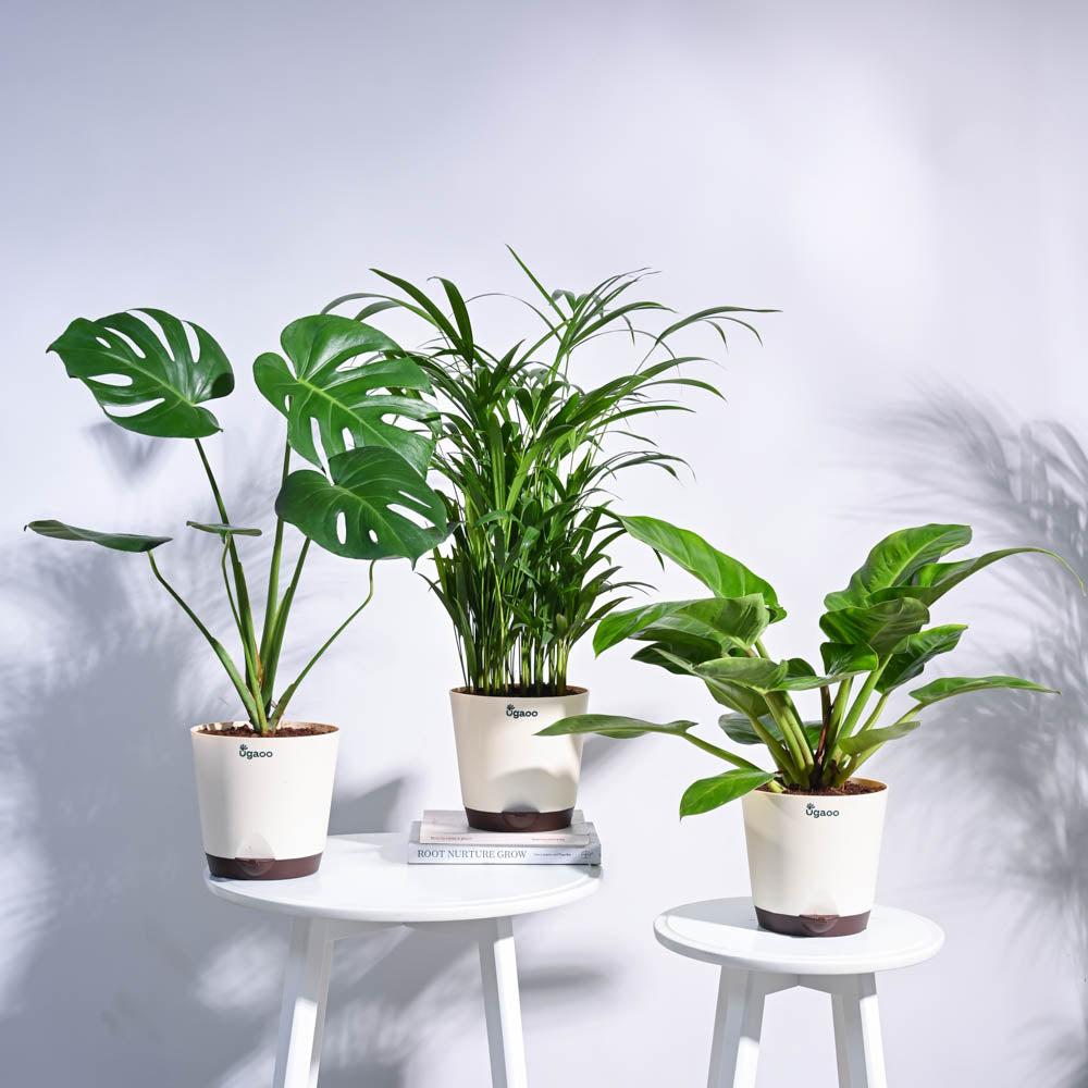 Ugaoo Urban Jungle Indoor Plant Bundle