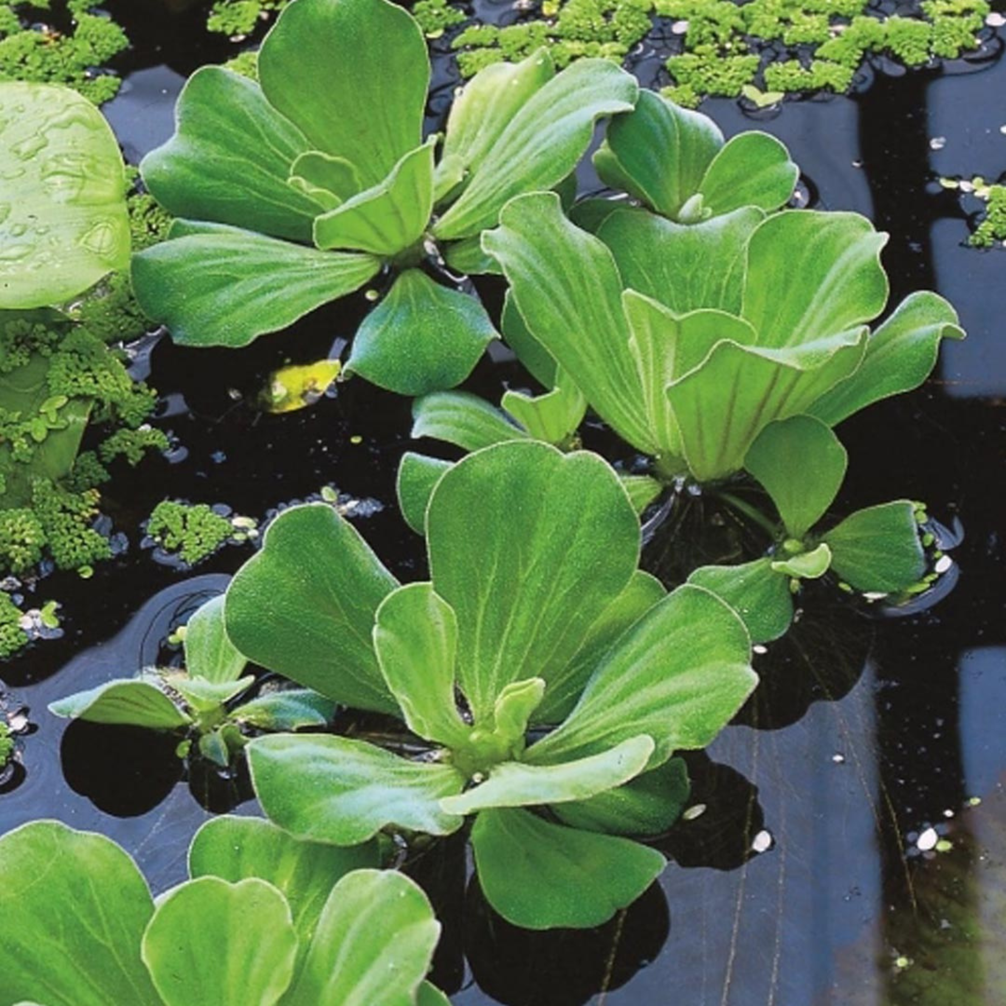 DZ Water Lettuce (Pistia stratiotes) Live Plant - Pack of 3