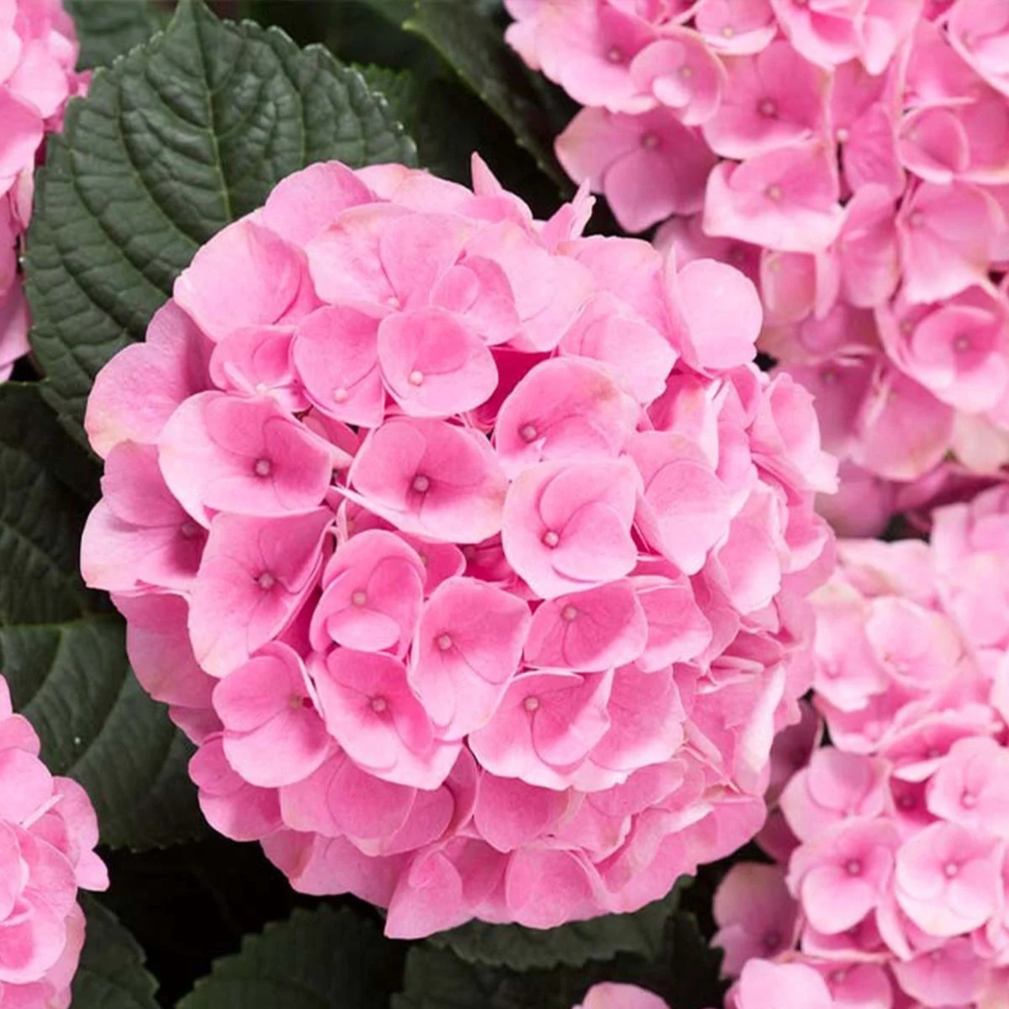 MR Hydrangea Pink (Hydrangea macrophylla) Flowering Live Plant - view 2