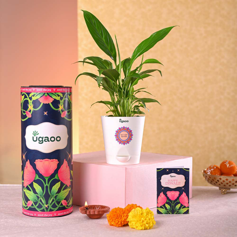 Ugaoo Peace Lily Diwali Gift