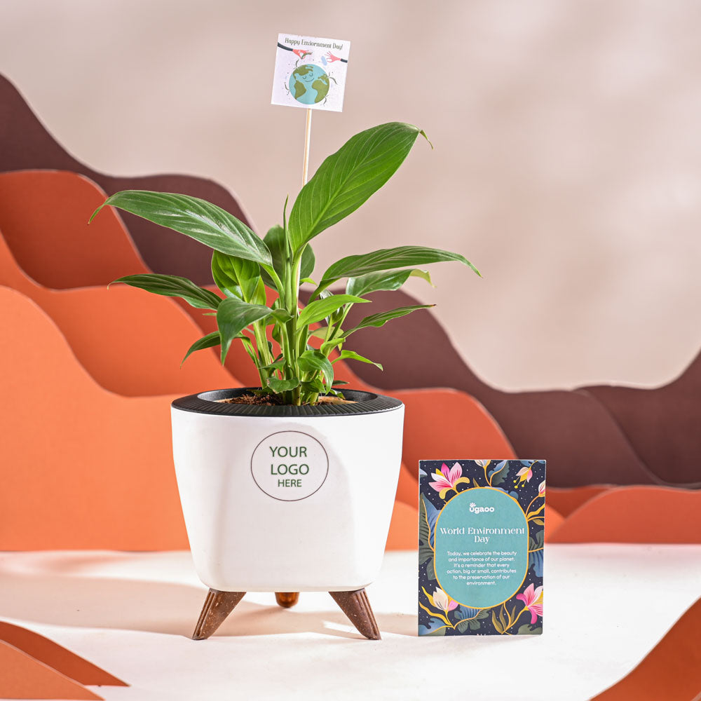 Ugaoo Peace Lily For Environment Day Gifting - view 37