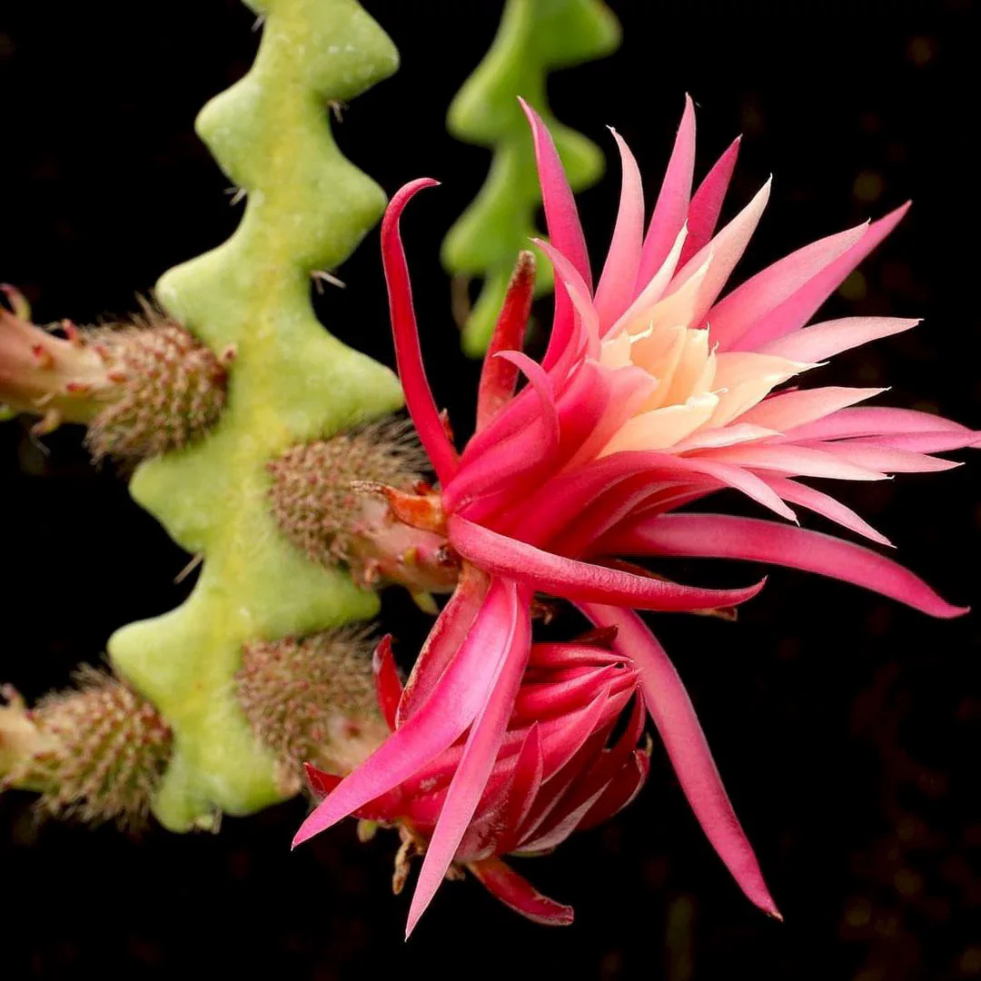 DZ Fishbone (Epiphyllum anguliger) Cactus Live Plant - view 4