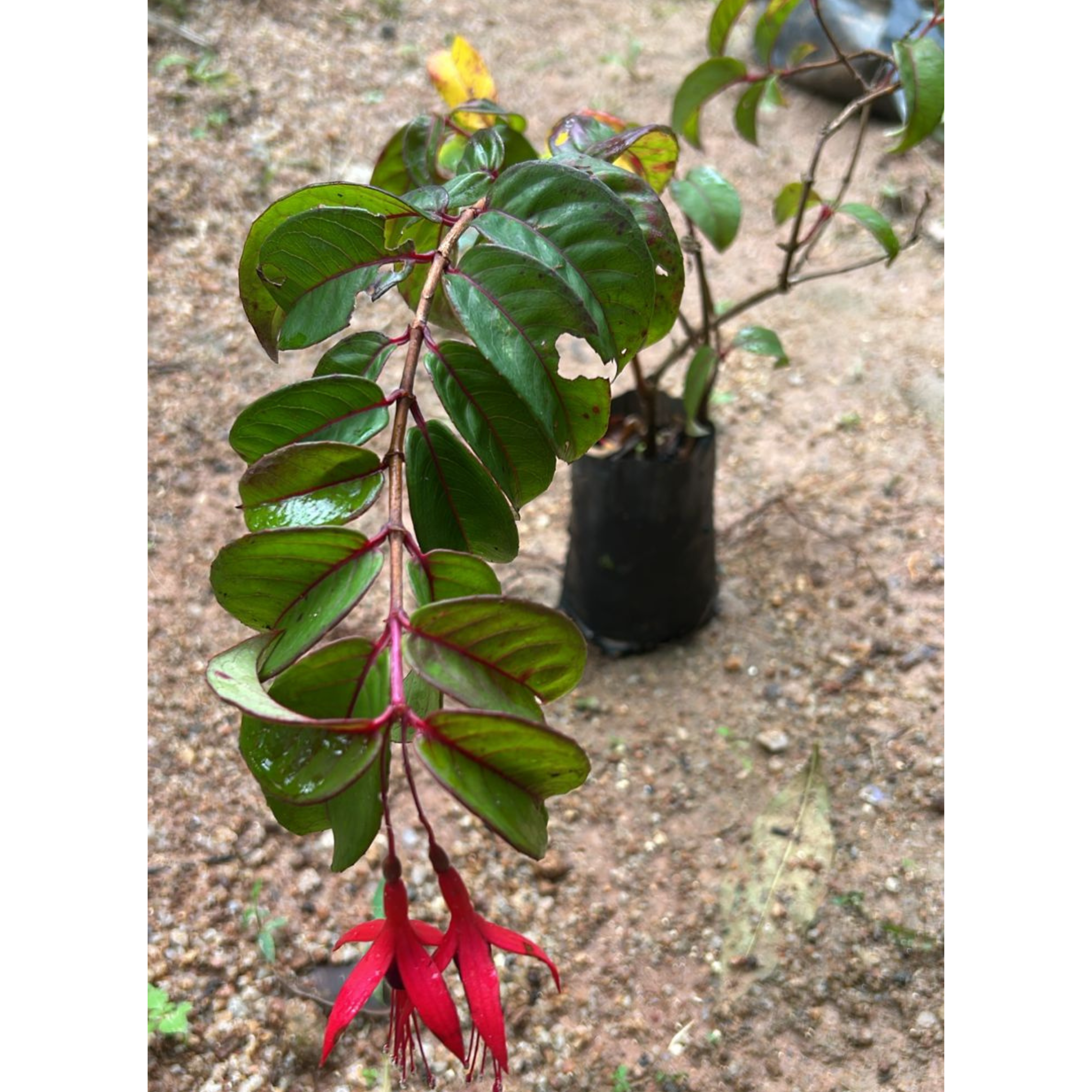 MR Fuchsia Desi Variety (Fuchsia magellanica) Rare All Time Flowering Live Plant - view 2