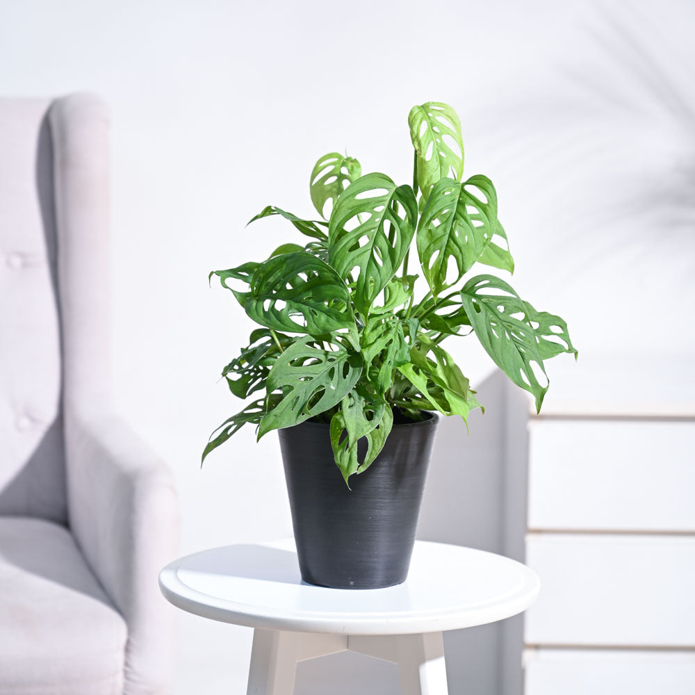 Ugaoo Broken Heart Plant - view 116