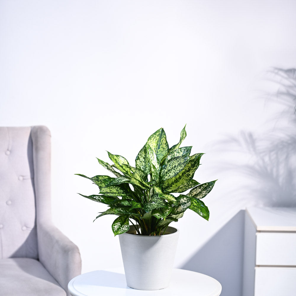 Ugaoo Aglaonema Snow White Plant - view 49