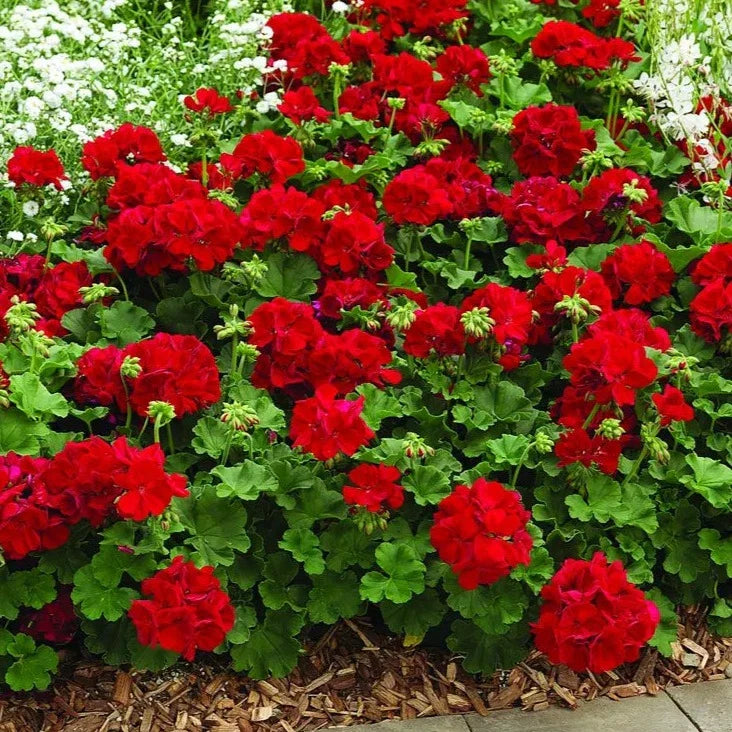 DZ Geranium Ivy Red Creeper/Climber Flowering Live Plant - view 4