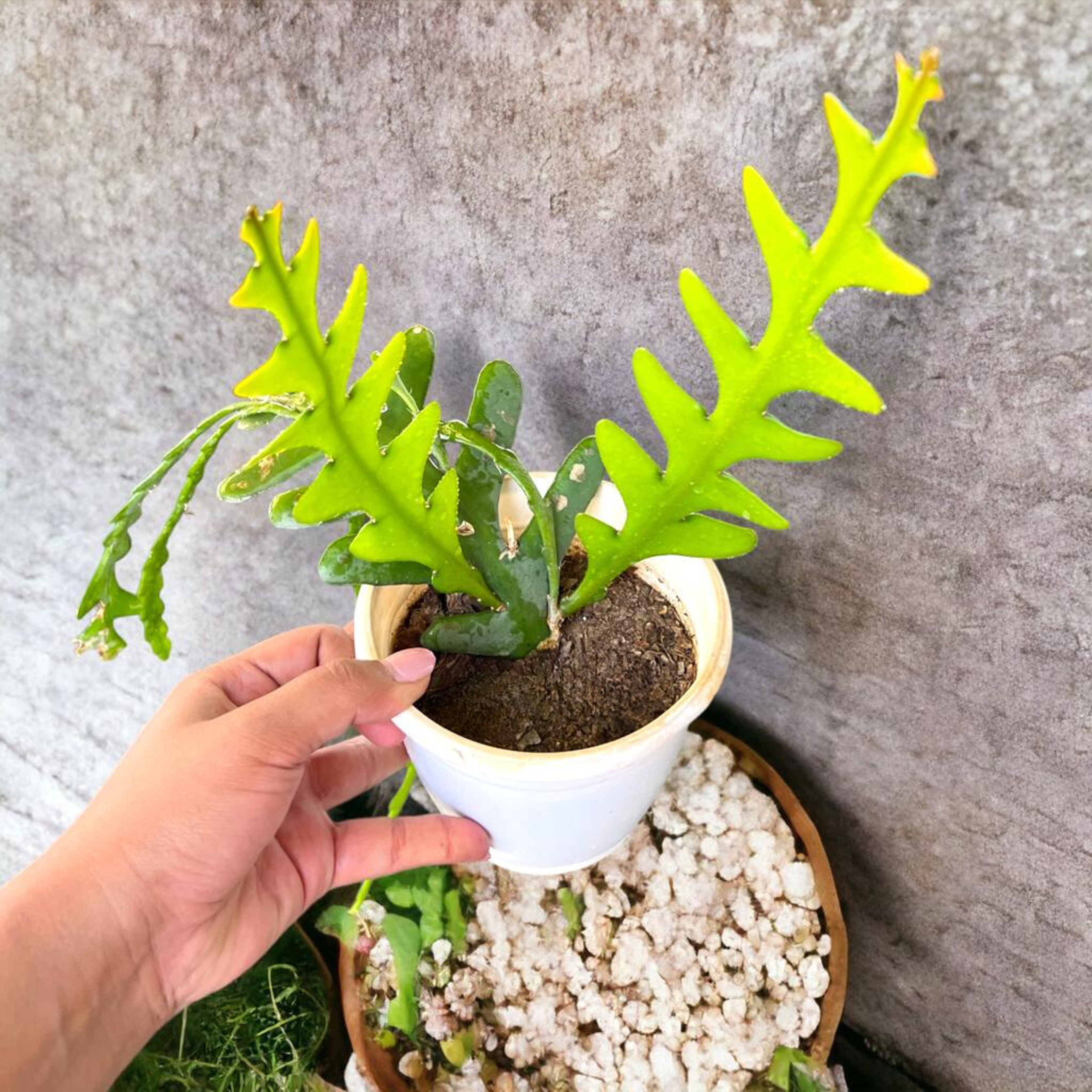 DZ Fishbone (Epiphyllum anguliger) Cactus Live Plant - view 2