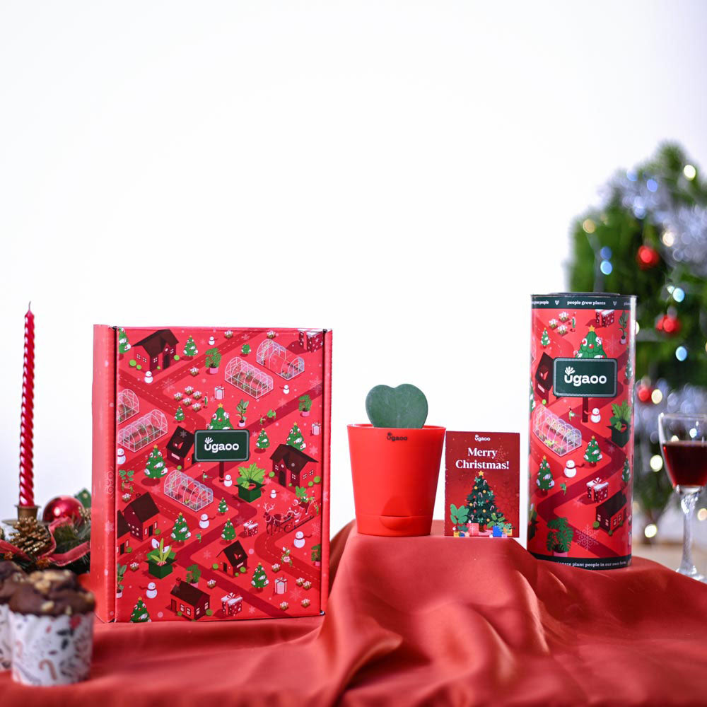 Ugaoo Heart Hoya Plant Christmas Gift Hamper - view 2