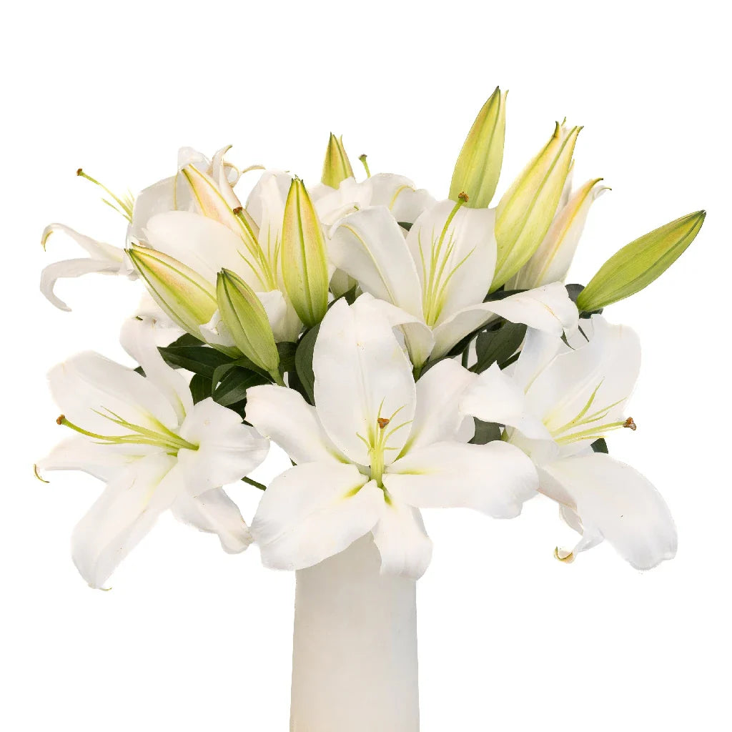 FiftyFlowers White Gandhara Oriental Lily