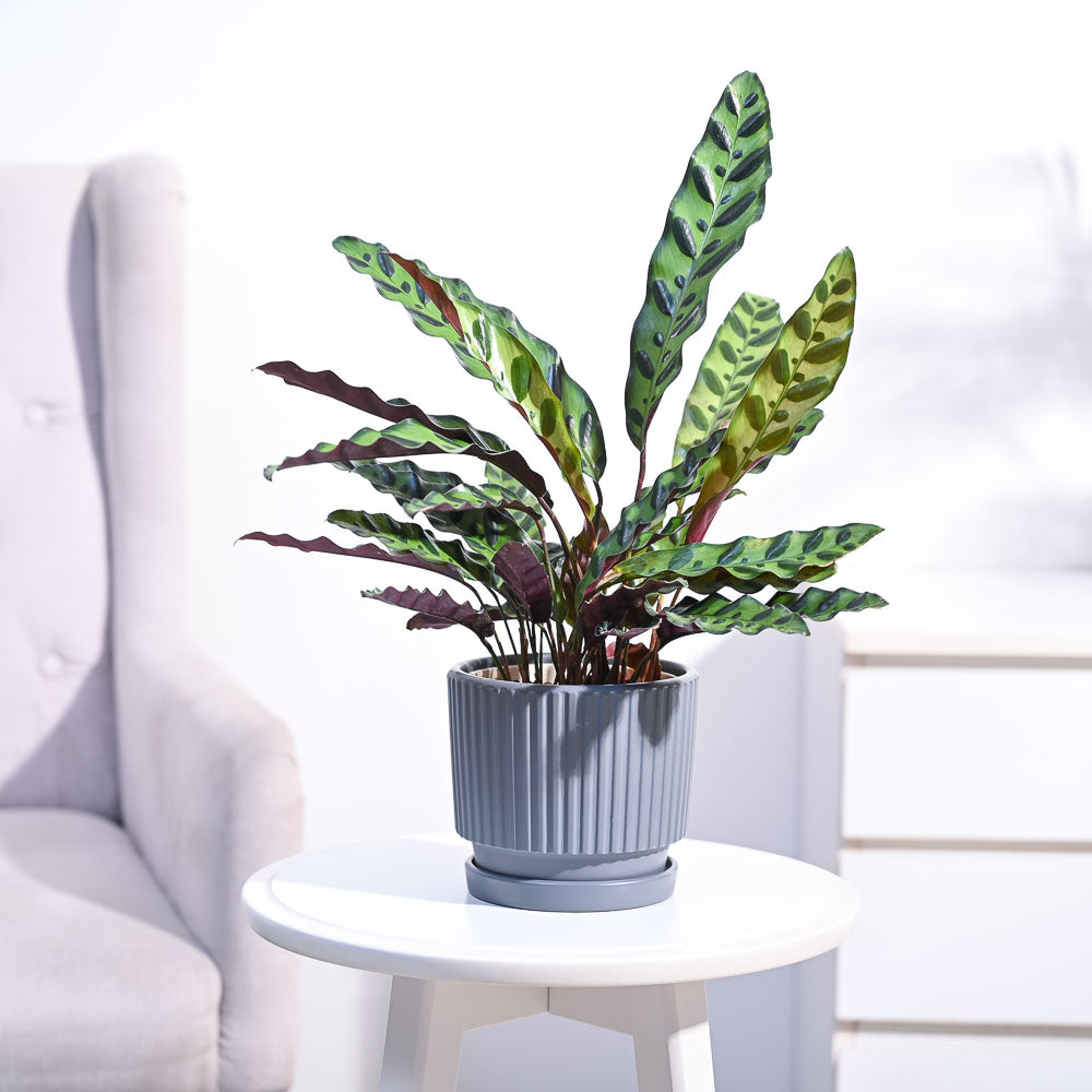 Ugaoo Calathea Rattlesnake Plant - view 51