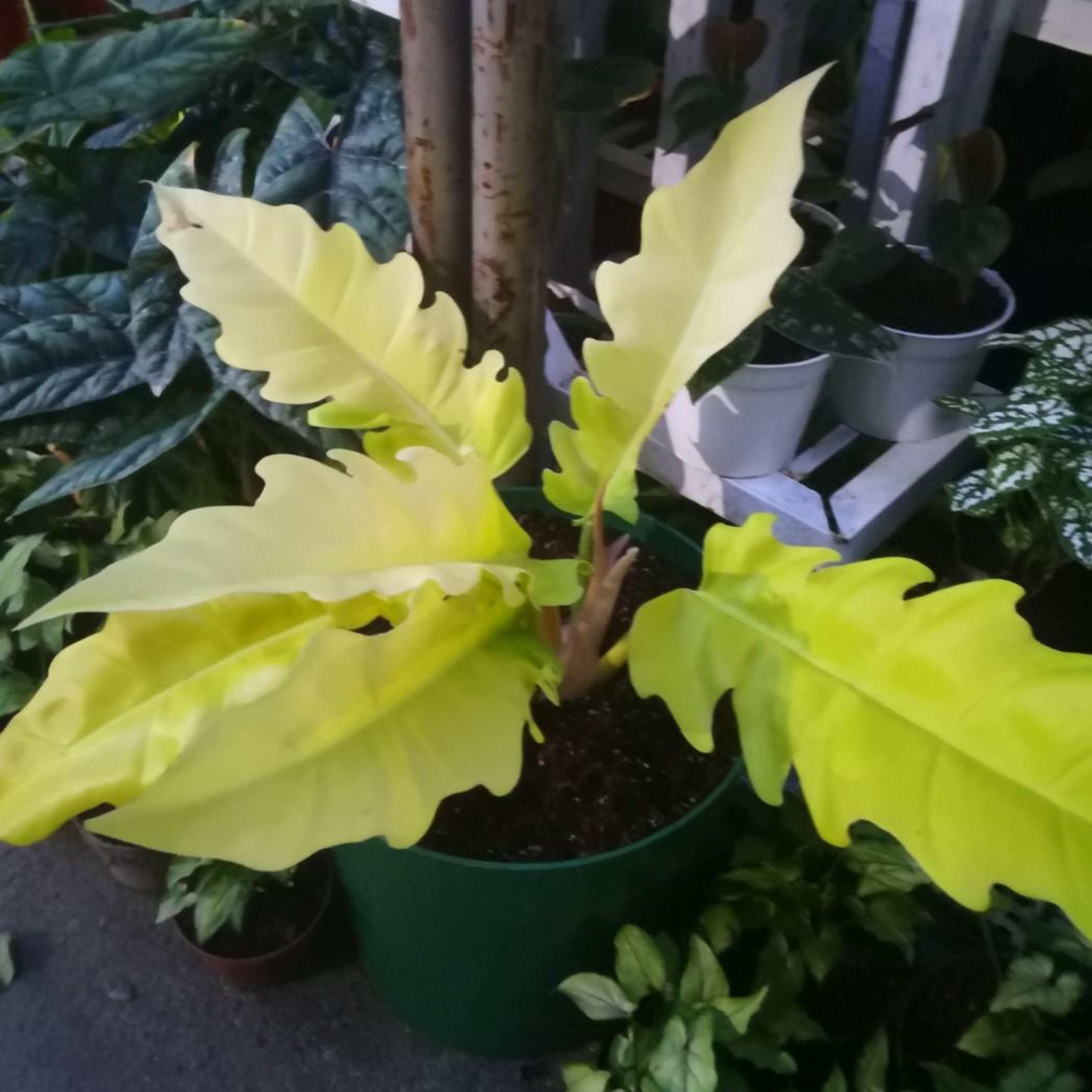 DZ Philodendron 'Golden Serratum' Indoor/Outdoor Live Plant