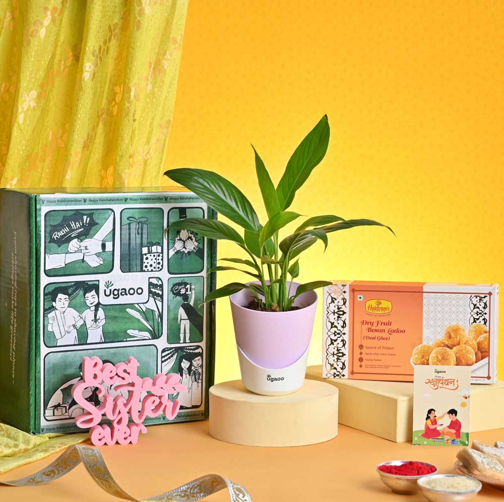 Ugaoo Rakhi Gift for Sister - Peace Lily with Best Sister Momento and Besan Laddo