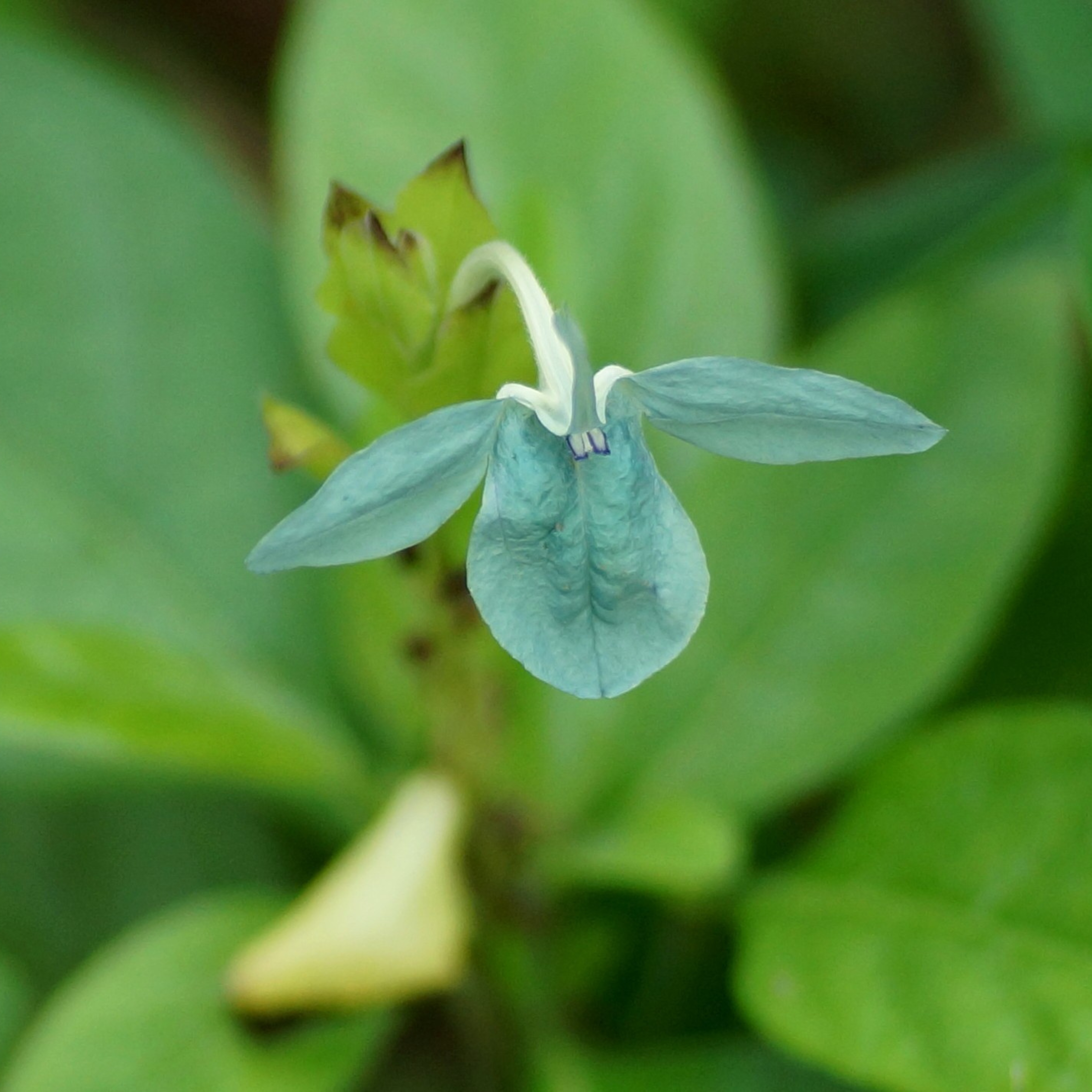 MR Crossandra Green (Kanakambaram) All Time Flowering Live Plant