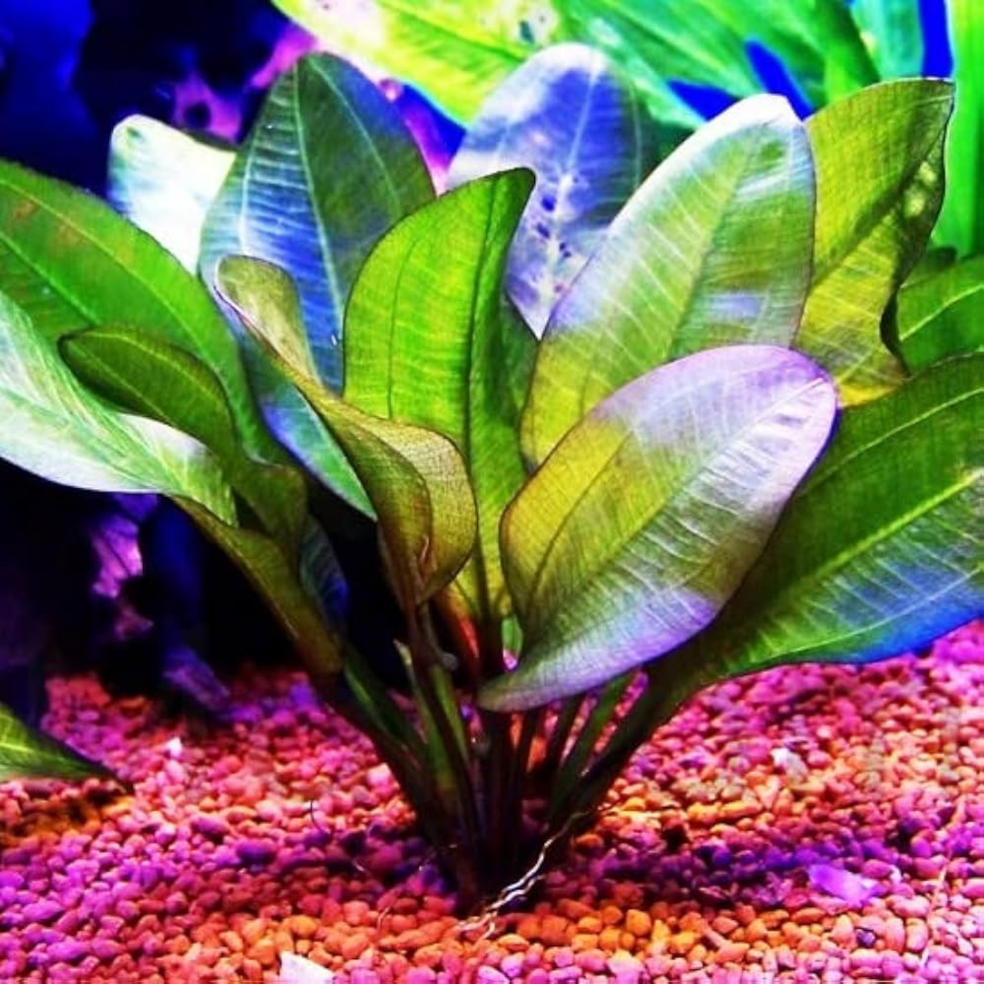 MRWP Echinodorus Big Bear (Big Bear Sword) Aquarium Live Plant