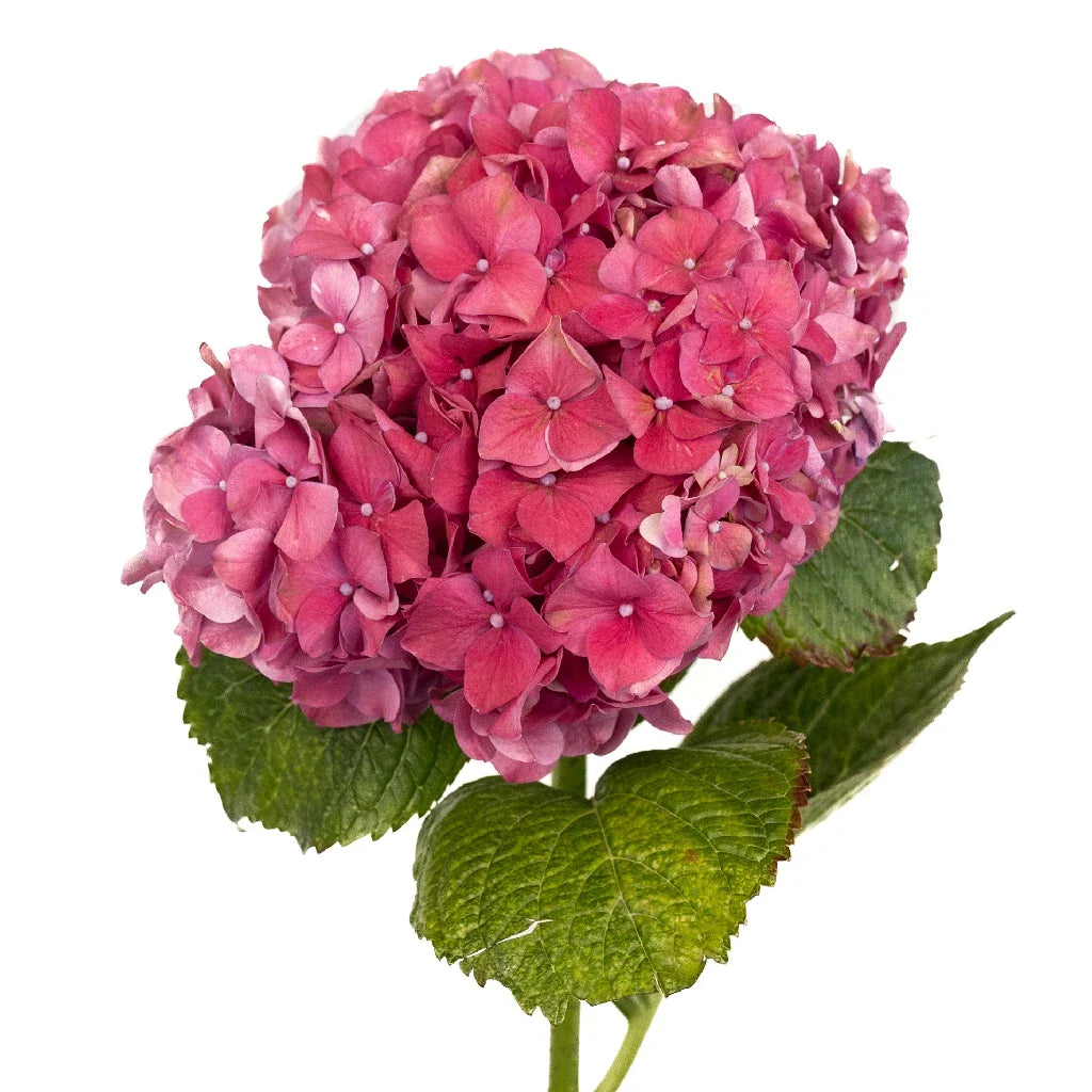 FiftyFlowers Crimson Red Hydrangea Flowers - view 2
