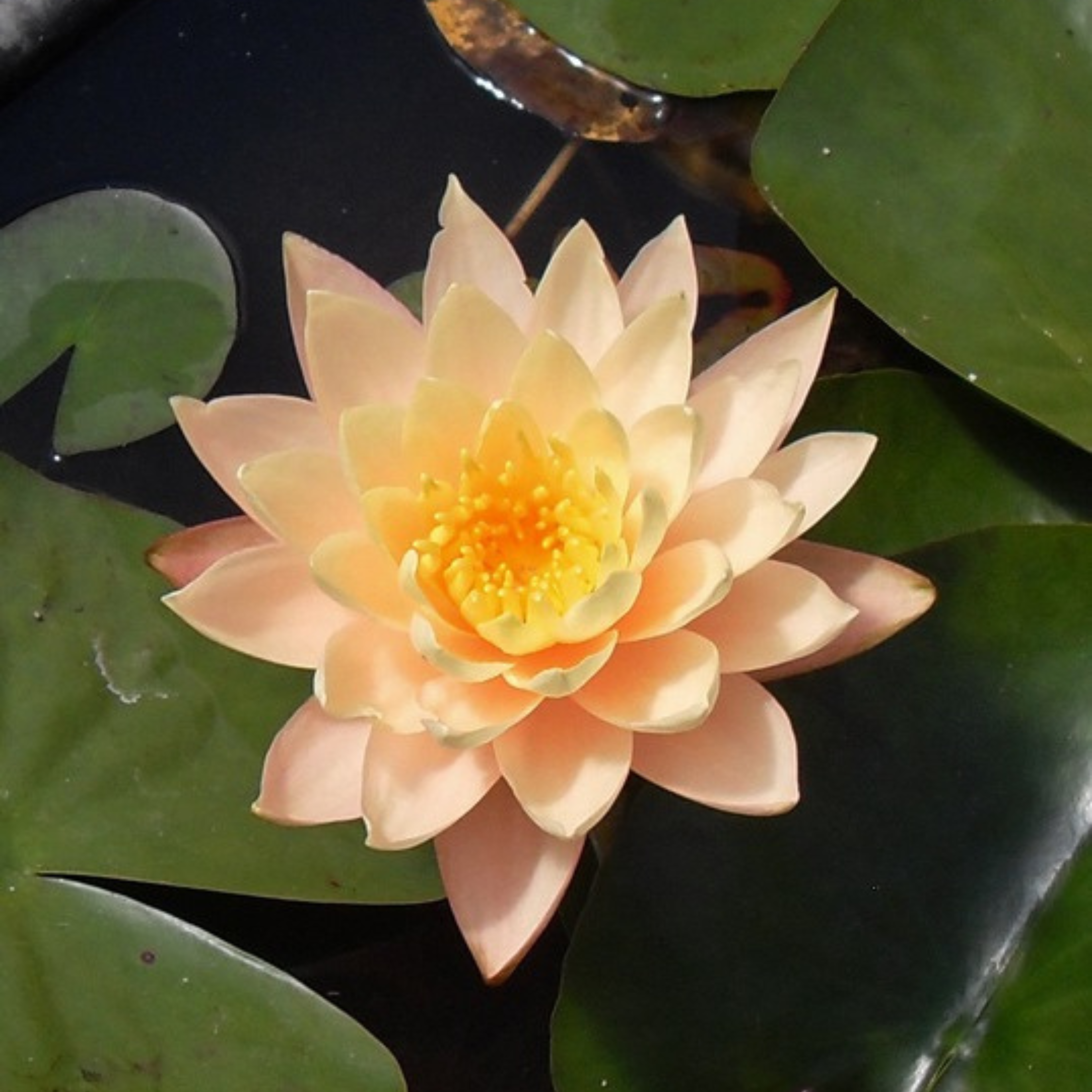 DZ Nymphaea 'Clyde Ikins'