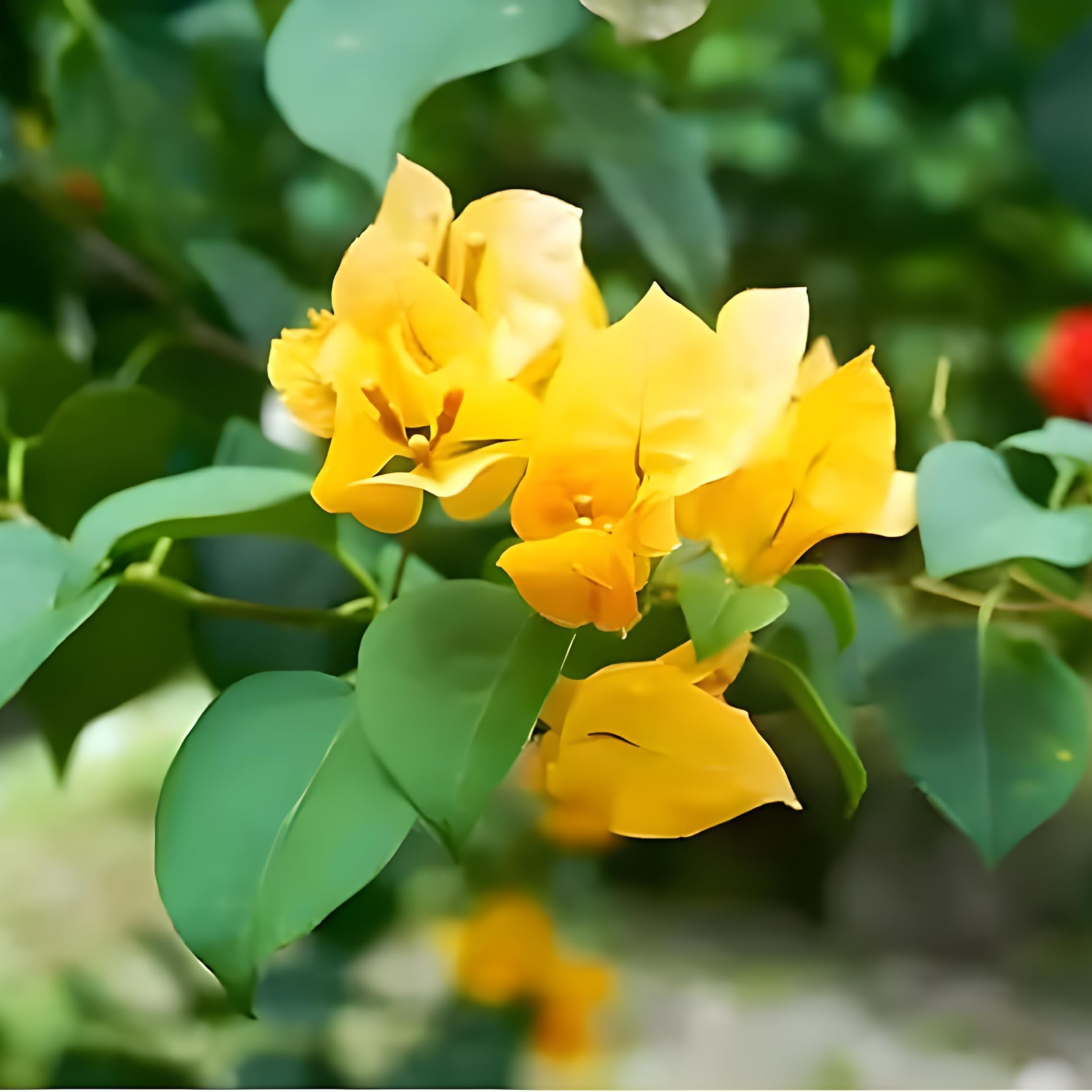 MR Bougainvillea Yellow Creeper (Paper Flower) Flowering Live Plant - view 2