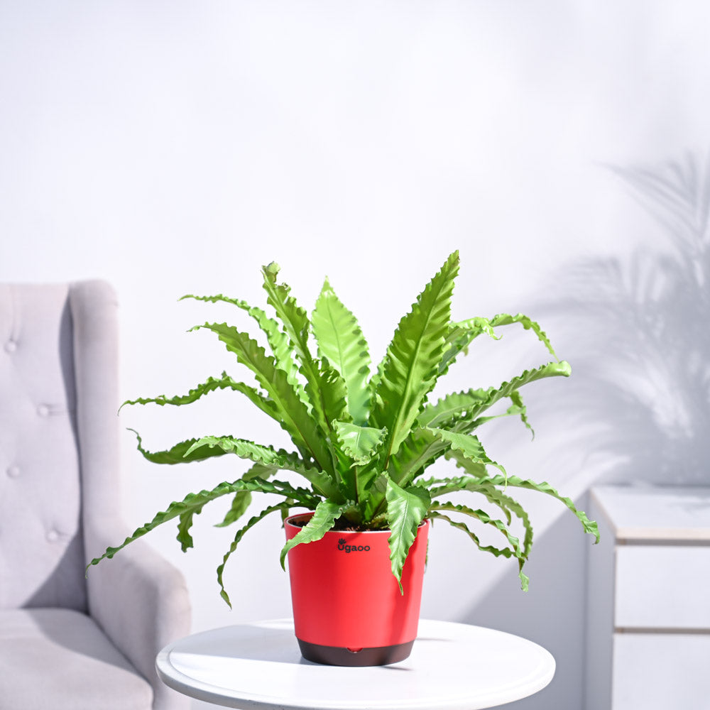 Ugaoo Osaka Bird Nest Fern - view 22
