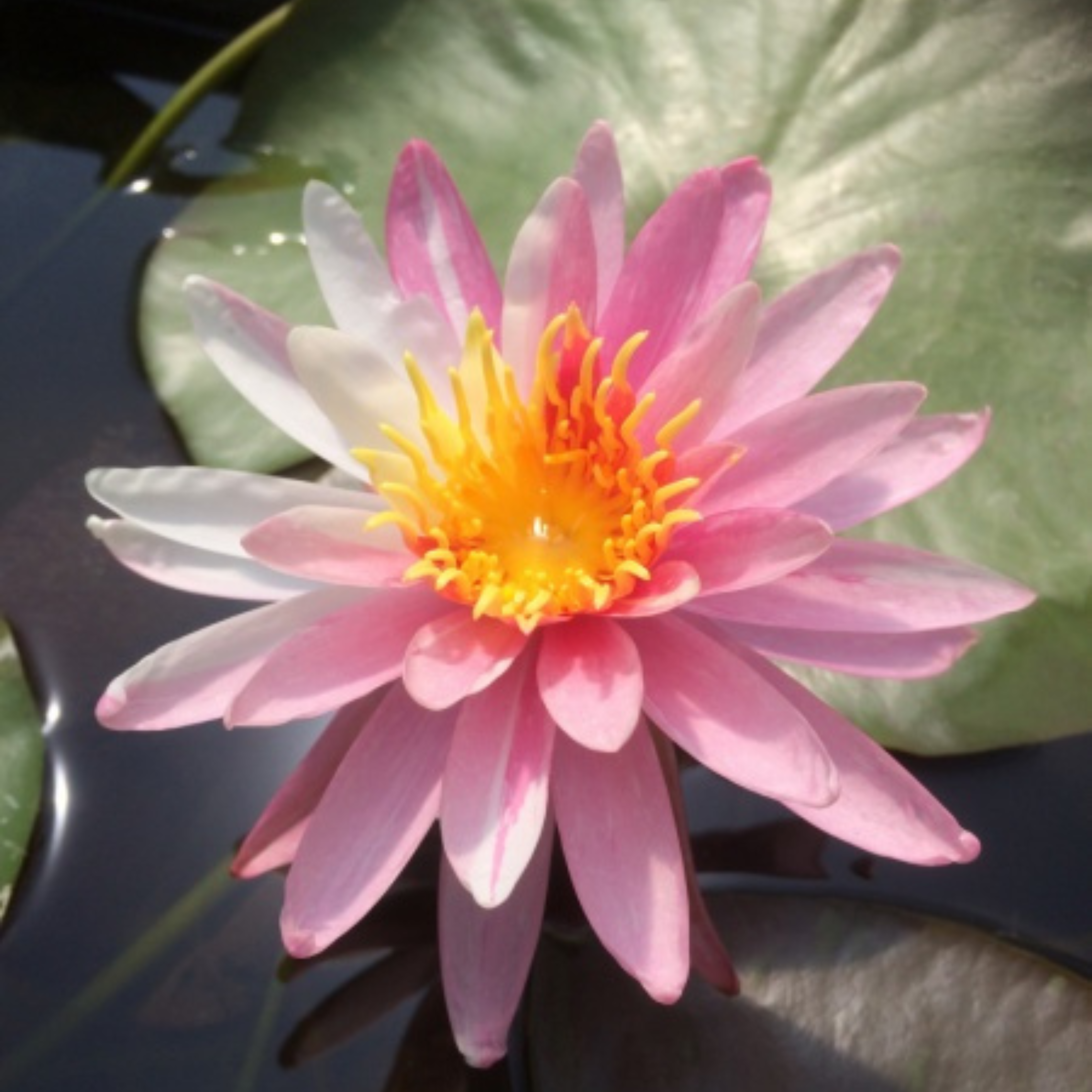 DZ Nymphaea White Pink Dawn - view 2