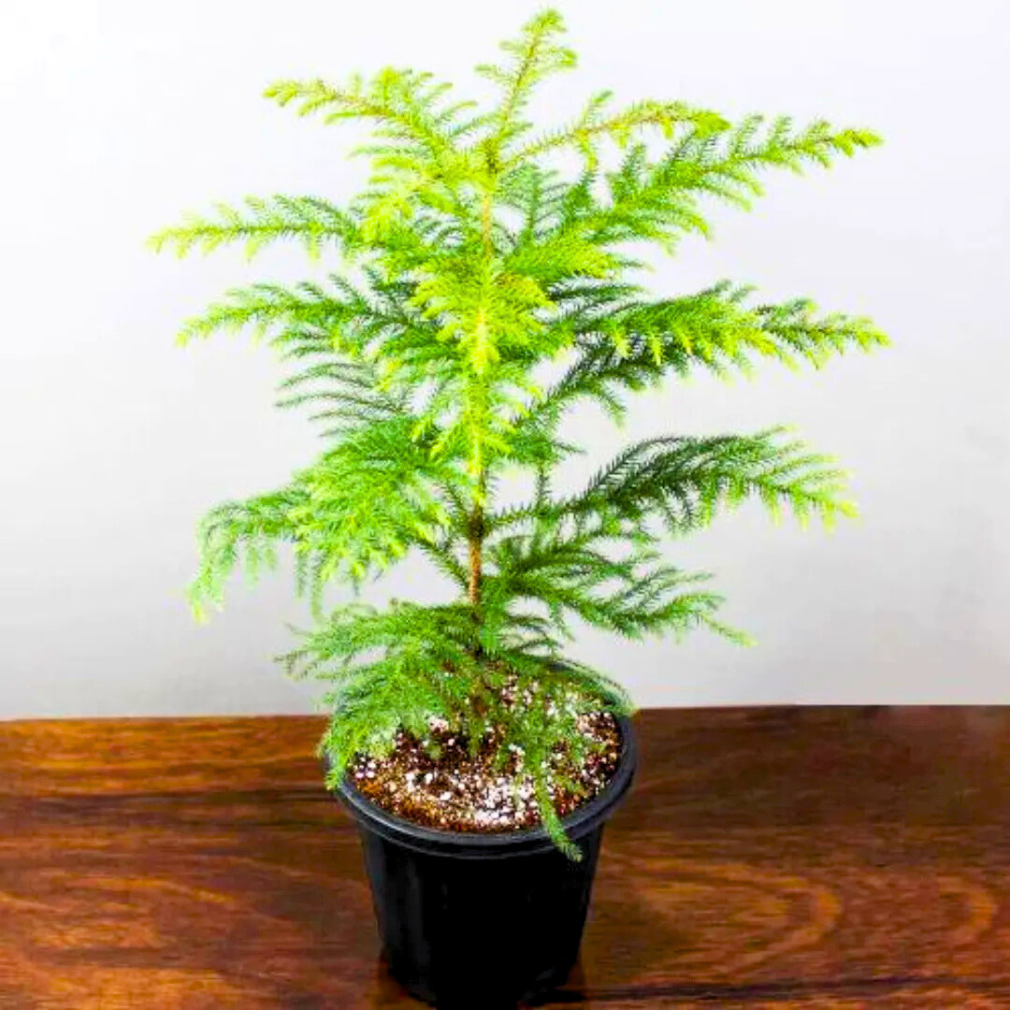 MR Christmas Tree (Araucaria columnaris) Ornamental Live Plant - view 4