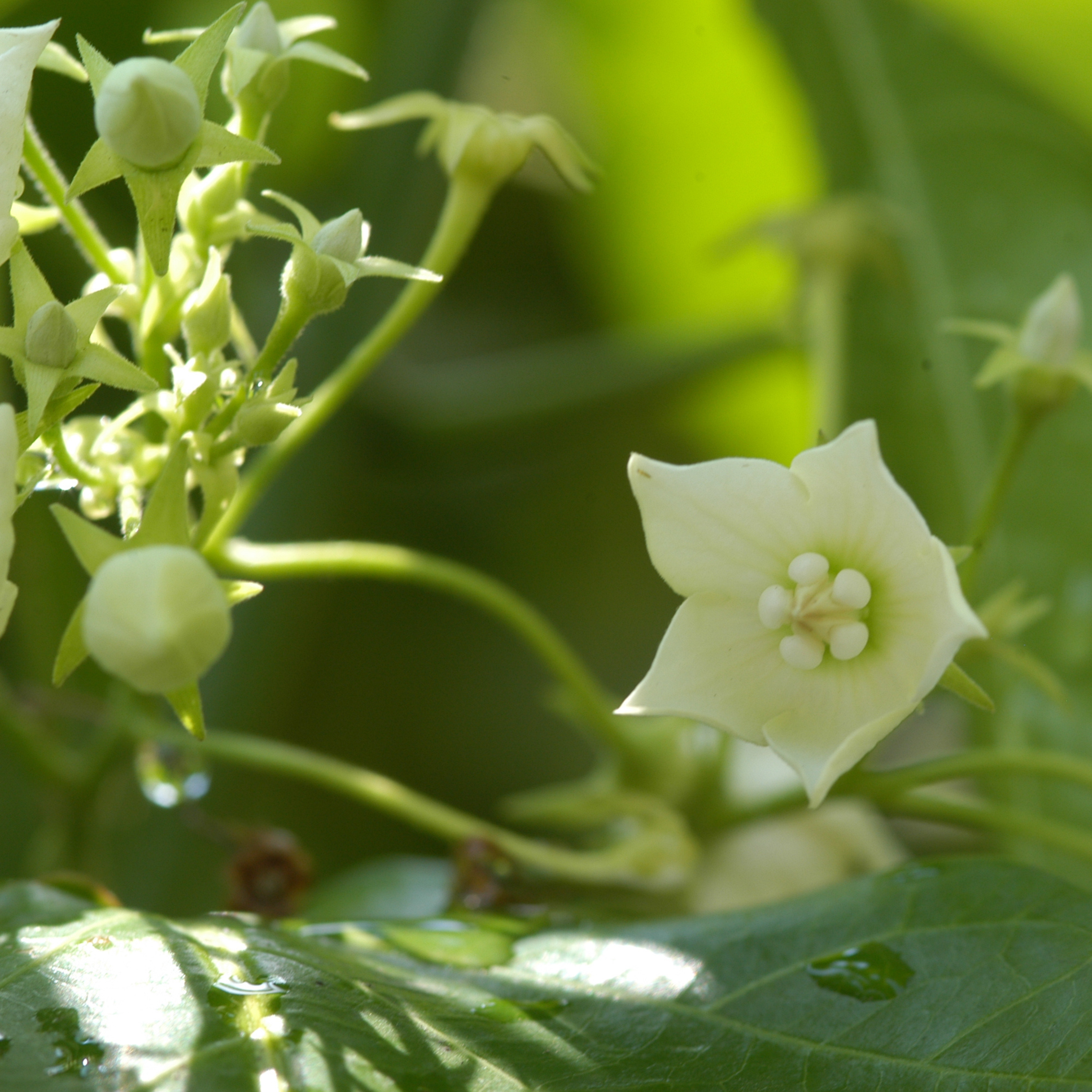MR Bread Flower Vine (Vallaris glabra) All Time Fragrant Flowering Live Plant