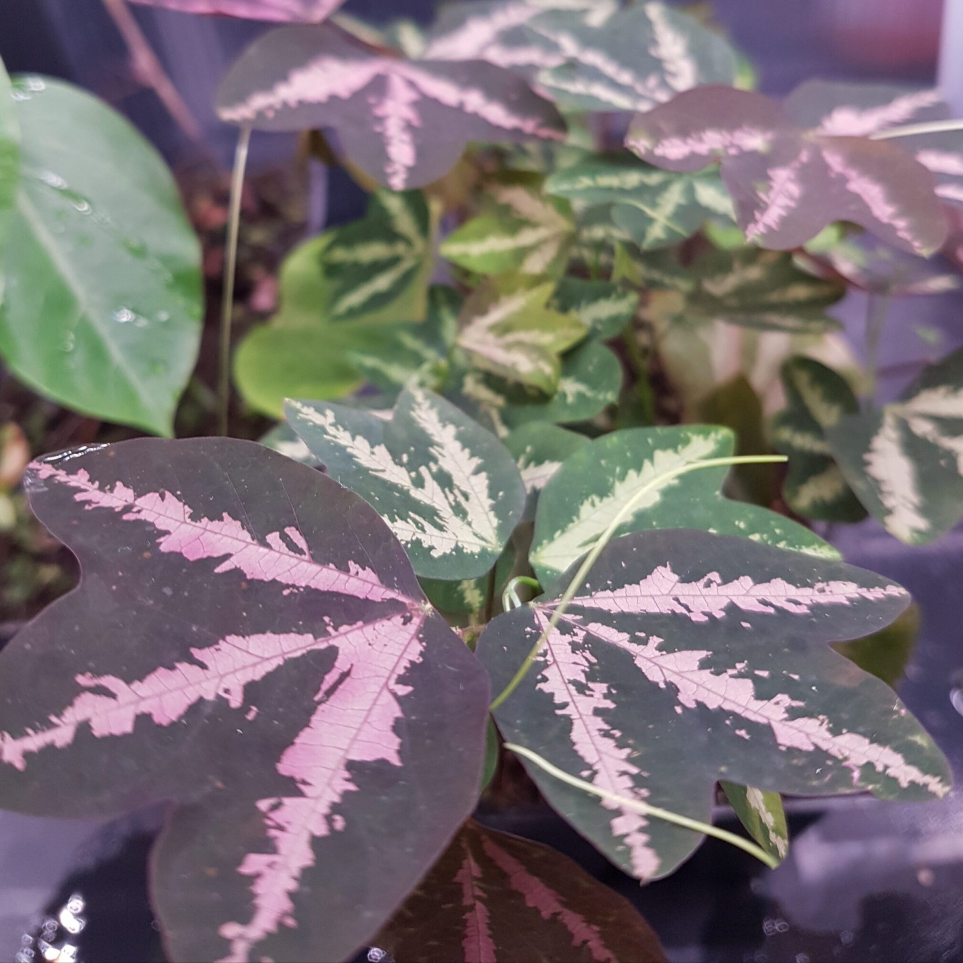MR Passiflora Variegated with White Flowers Rare Flowering Live Plant