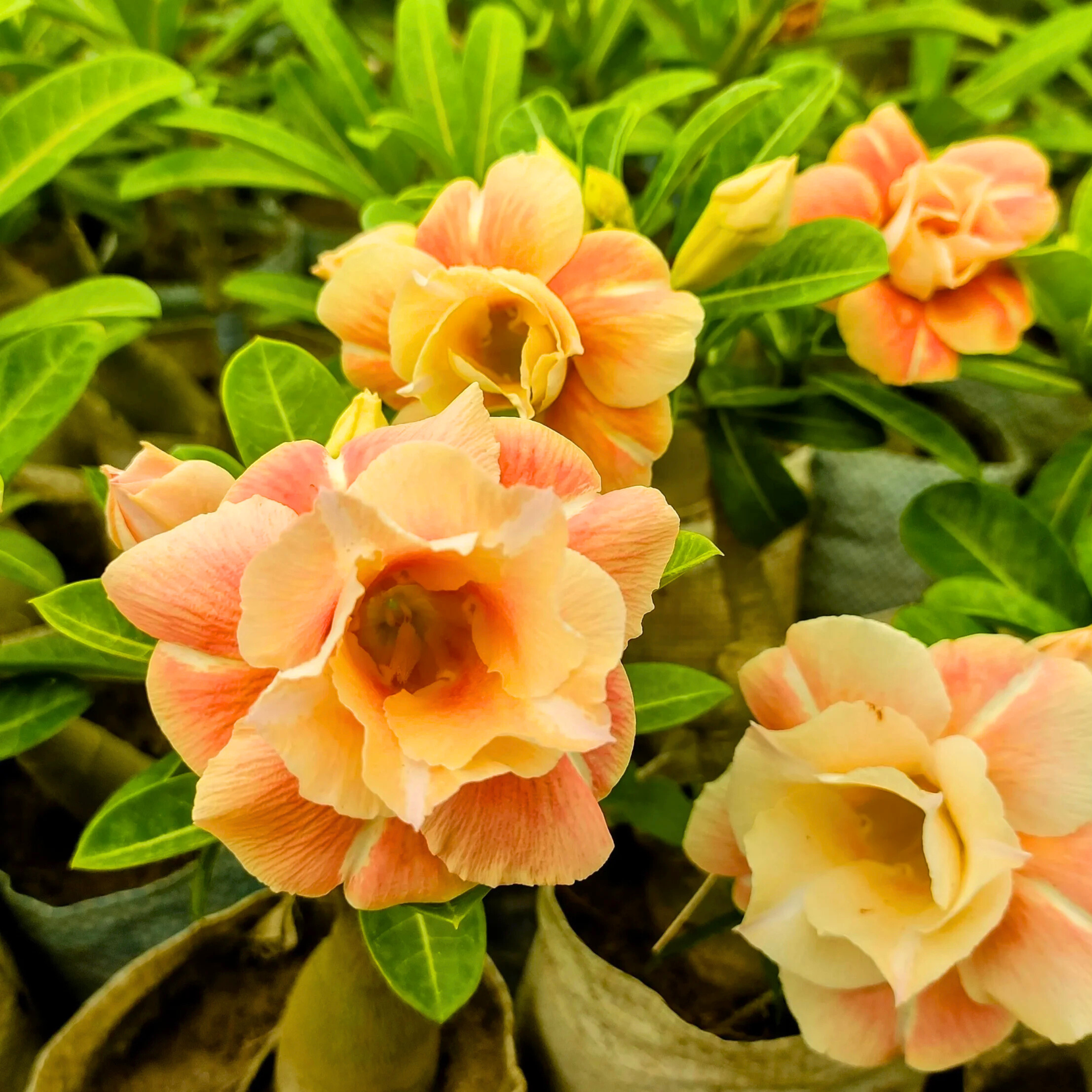 DZ Adenium Rosy Caramel Flowering Live Plant