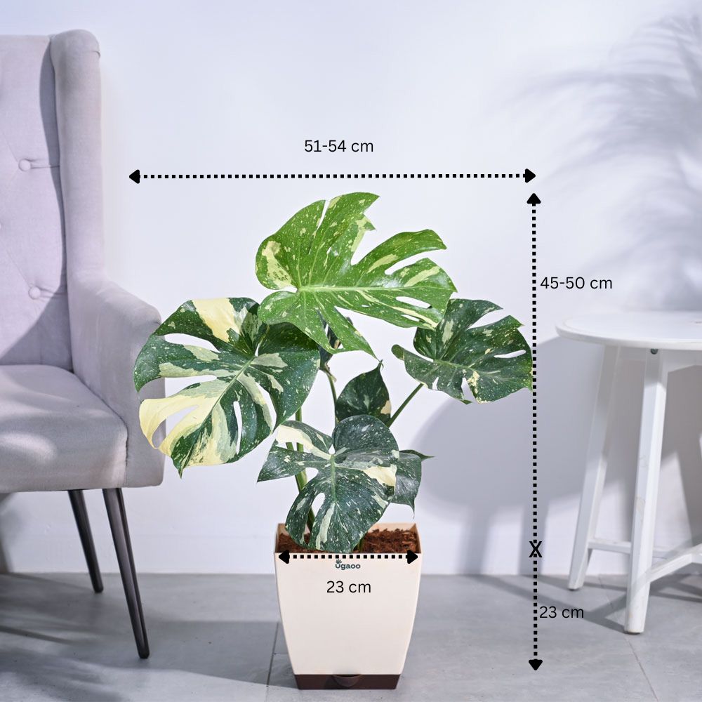 Ugaoo Monstera Thai Constellation XL - view 3