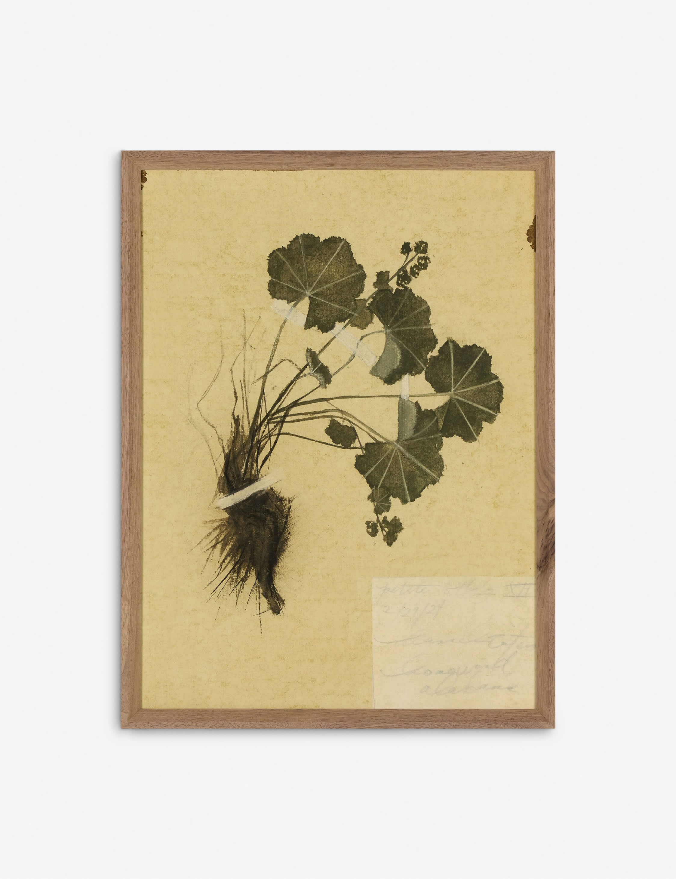 Lulu and Georgia Petite Study Triptych Wall Art (Set of 3) by Hannah Winters - view 5