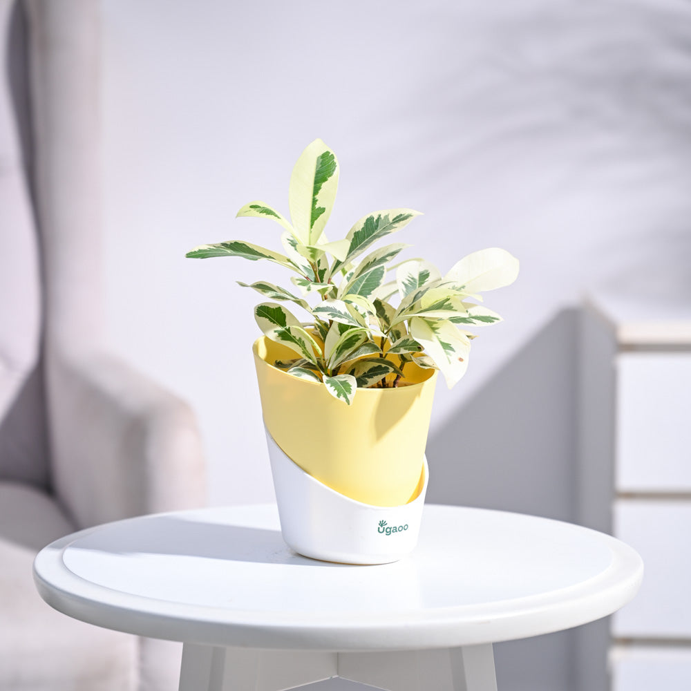 Ugaoo Ficus Prestige Plant - view 99