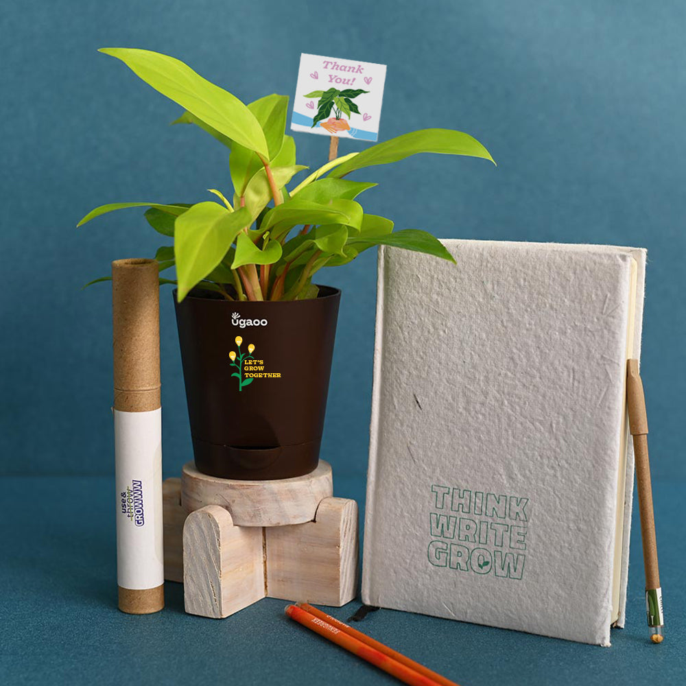 Ugaoo Philodendron Ceylon Golden Plant with Gift Hamper - view 2