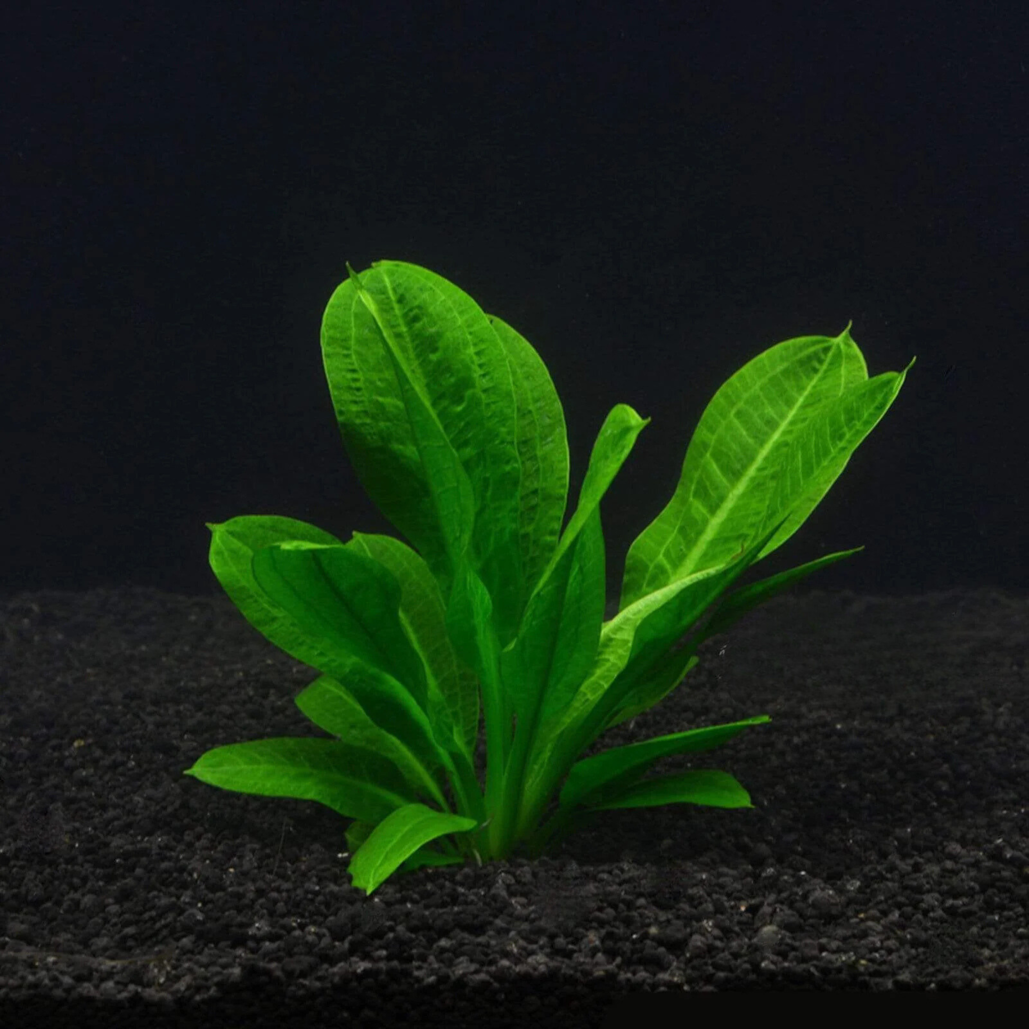 MRWP Echinodorus Wild Grass Aquarium Live Plant