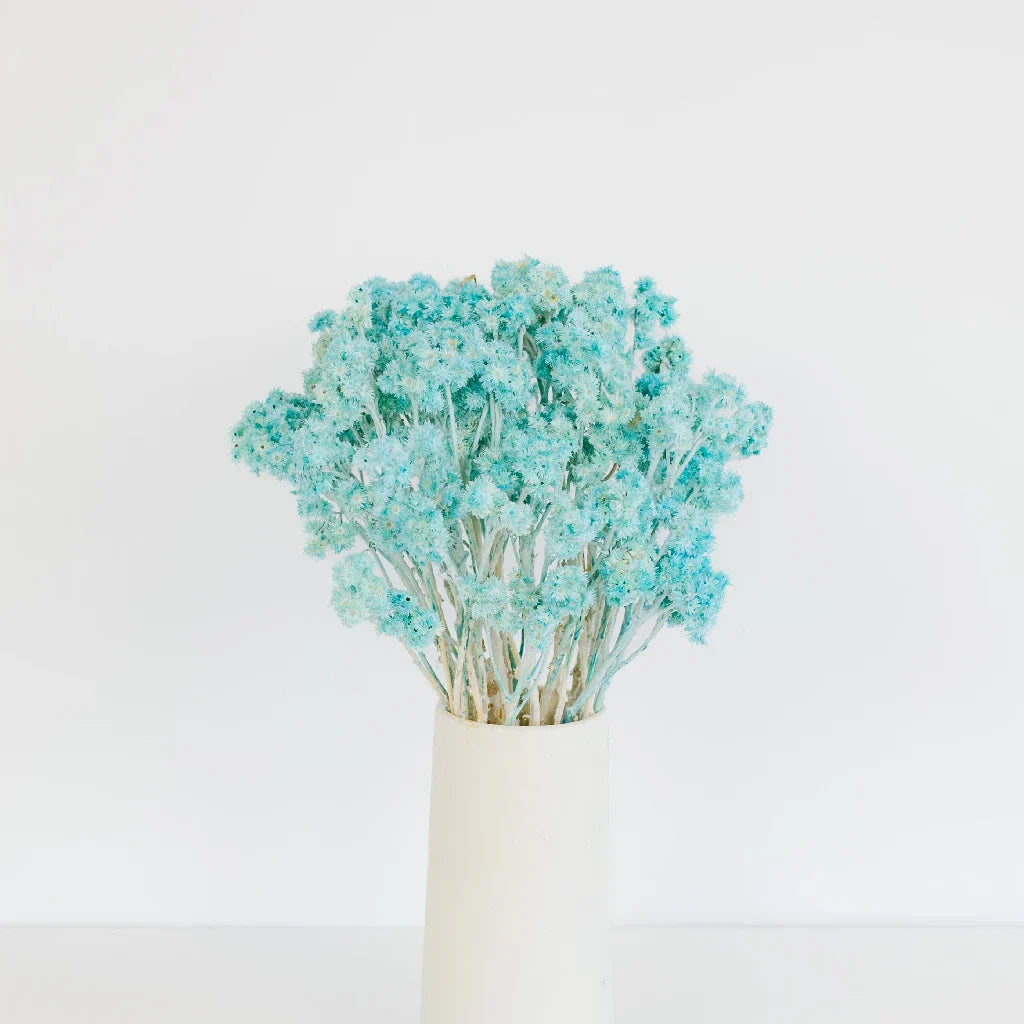 FiftyFlowers Baby Blue Dried Andean Asters