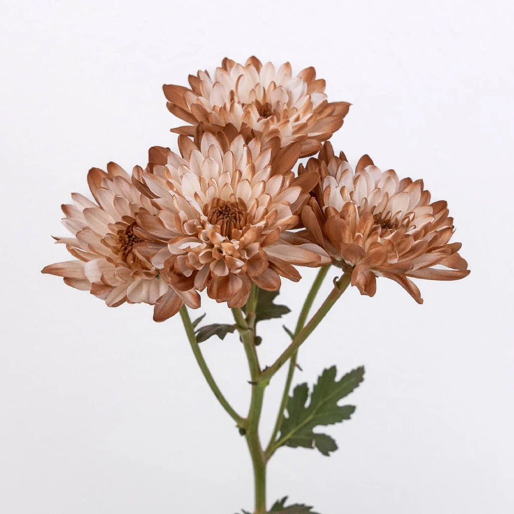 FiftyFlowers Mocha Mousse Sprayed Enhanced Pom Flower - view 3