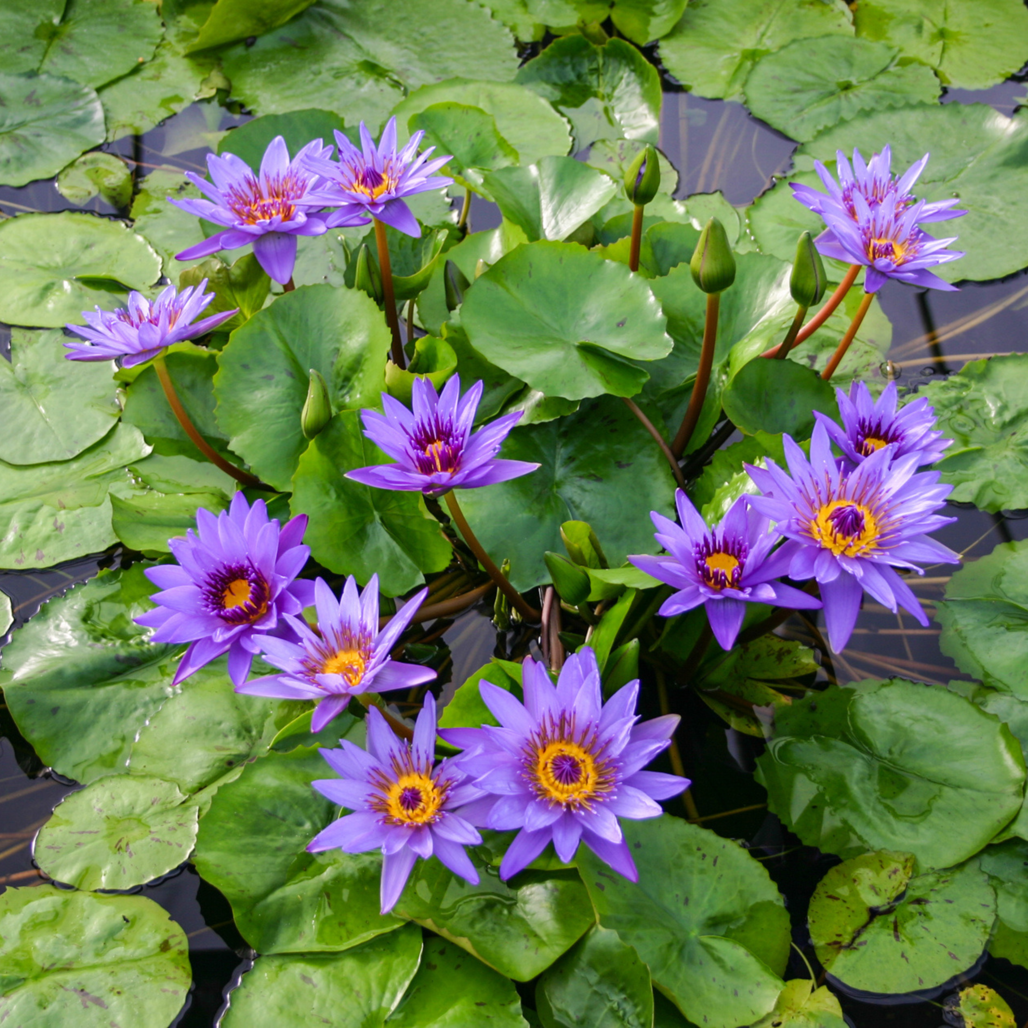 DZ Nymphaea Director George T. Moore (GT Moore) - view 3