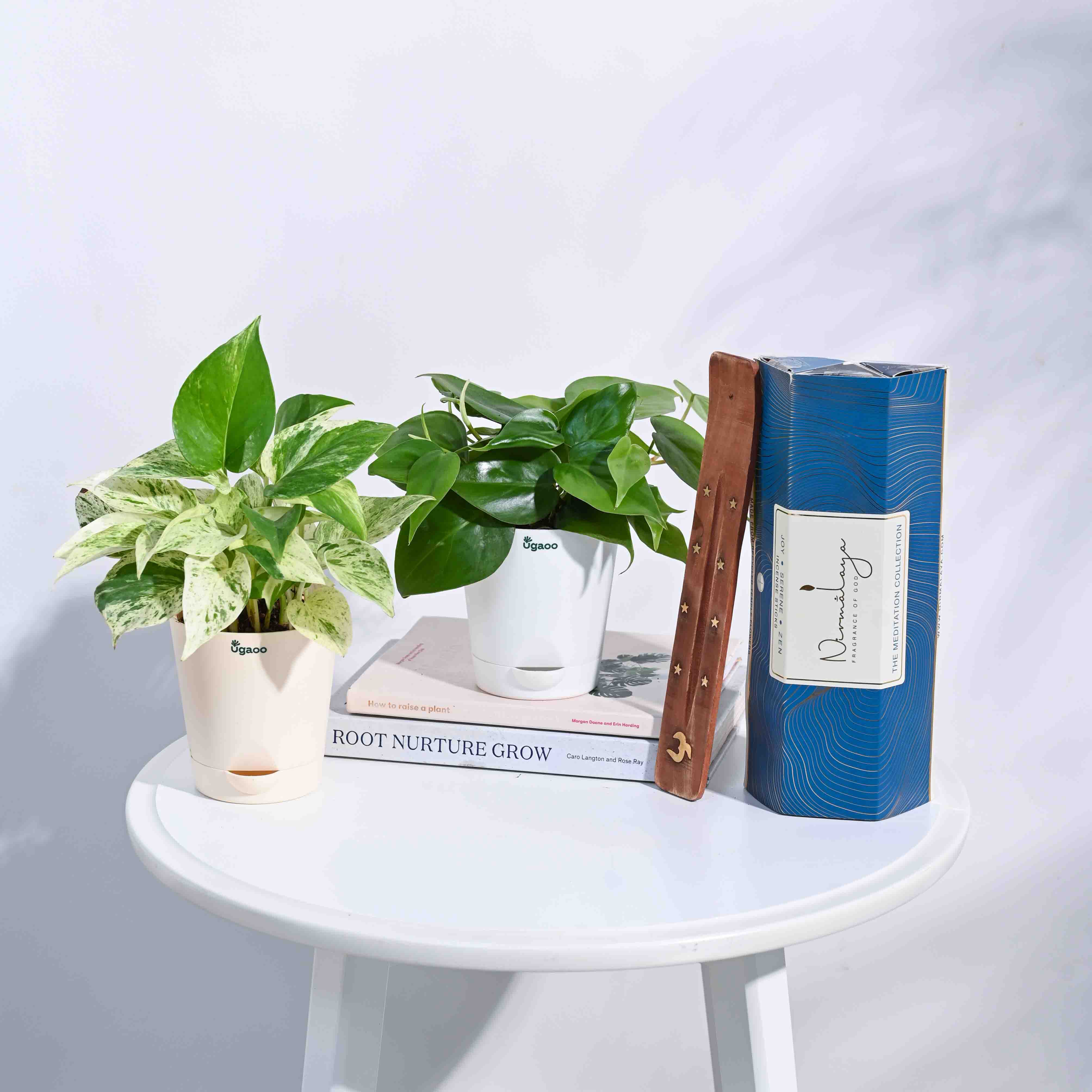 Ugaoo Meditation Plants Bundle