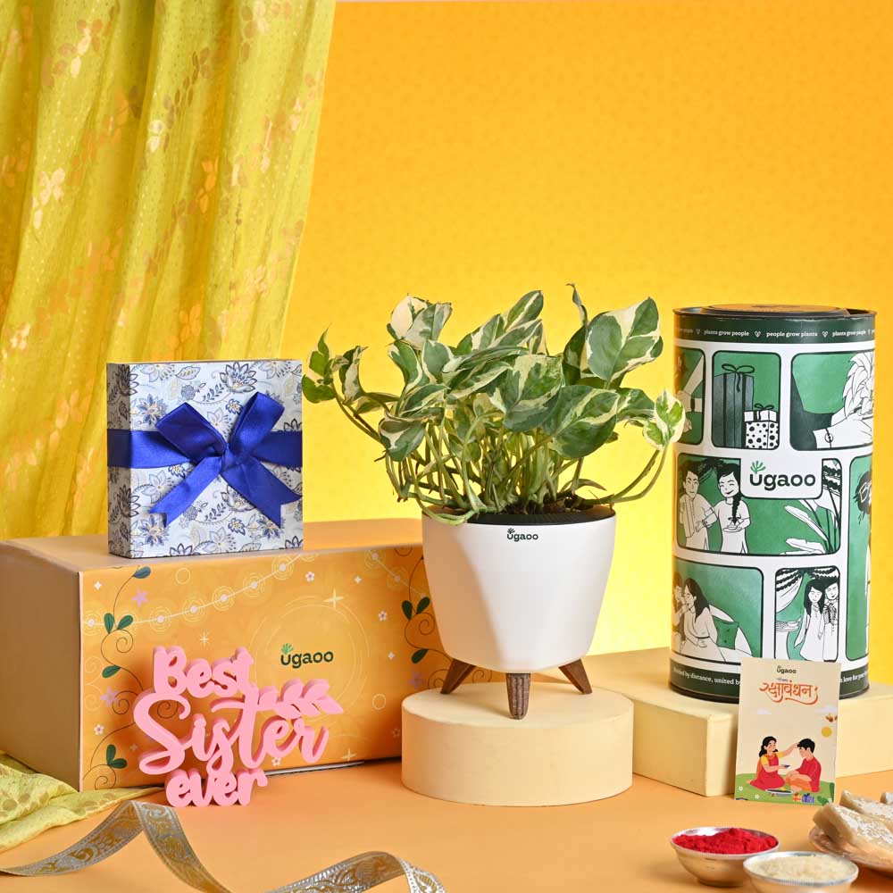 Ugaoo Rakhi Gift for Sister - Money Plant N_Joy with Best Sister Momento and Chocolate Box