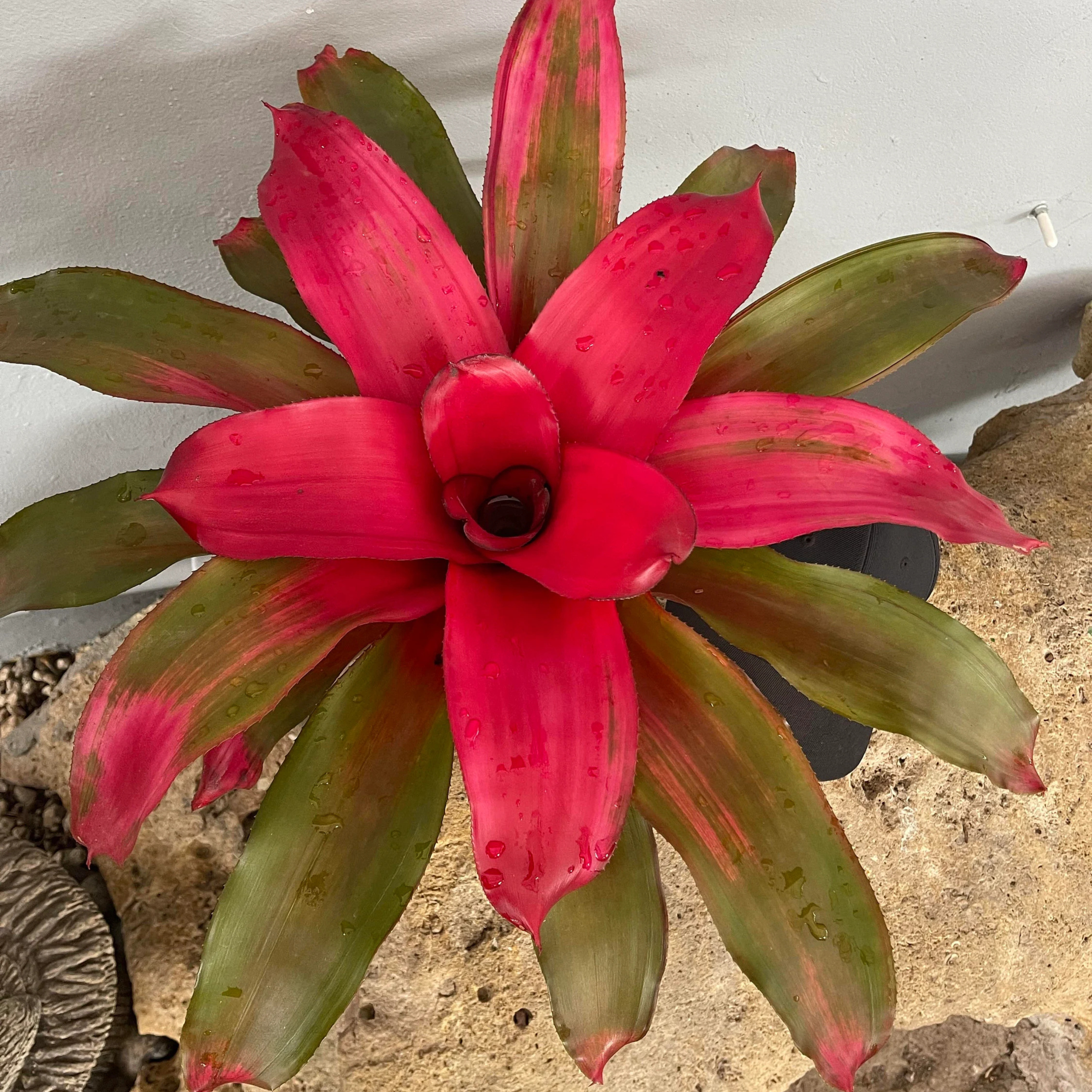 DZ Bromeliad Neoregelia Magali Indoor/Outdoor Live Plant