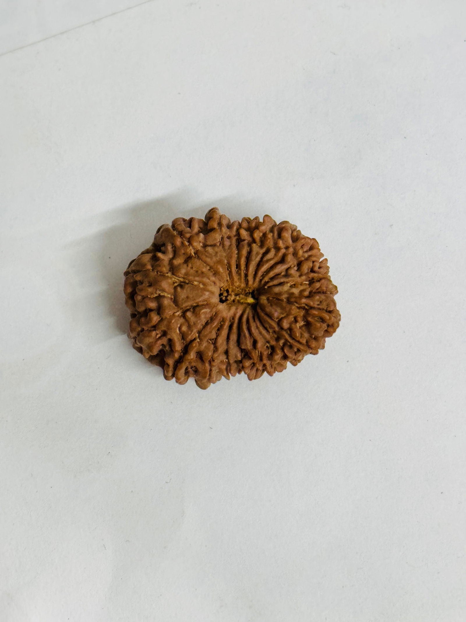 Gemsmantra 18 Mukhi Rudraksha - Rare Find