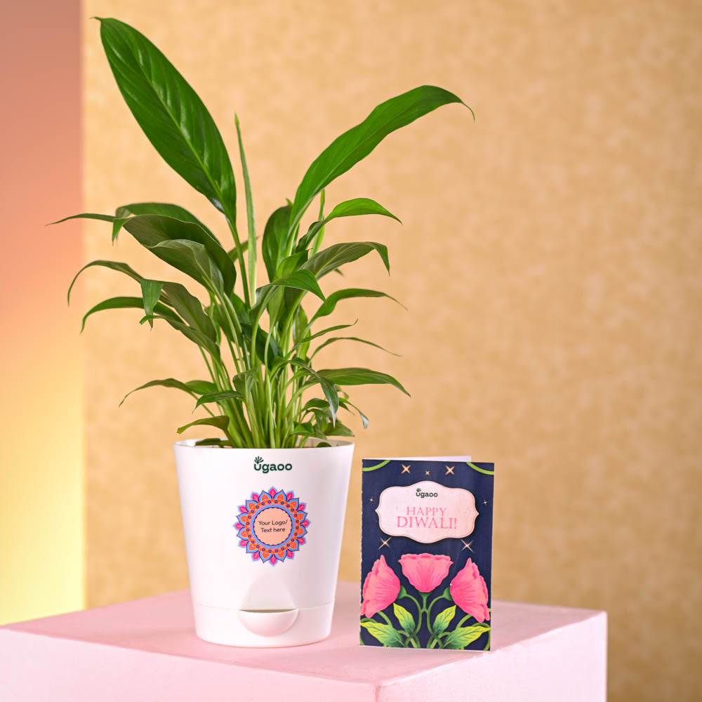 Ugaoo Peace Lily Diwali Gift - view 4