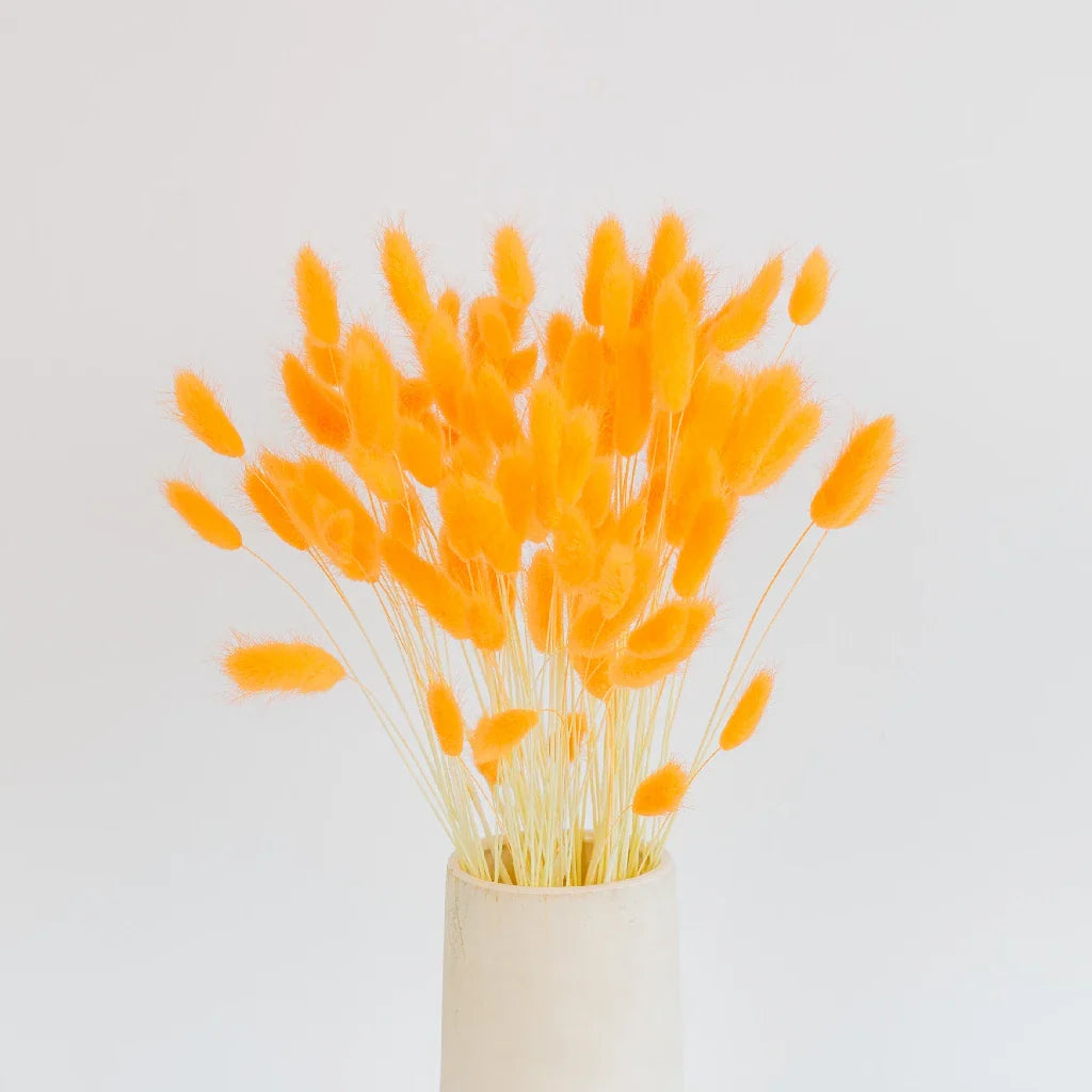 FiftyFlowers Orange Dried Bunny Tail Grass