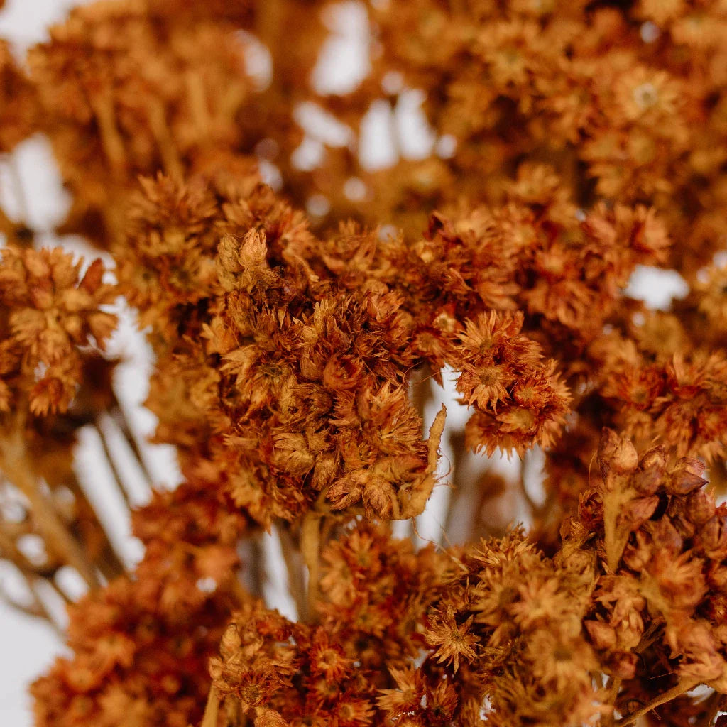 FiftyFlowers Rust Brown Dried Andean Asters - view 3
