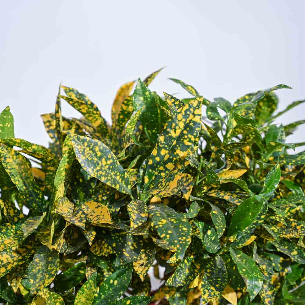 Ugaoo Lemon Twisted Netted - view 2