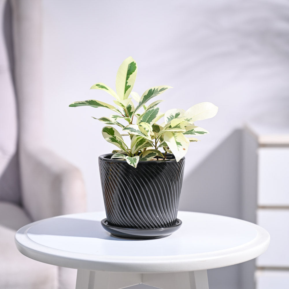 Ugaoo Ficus Prestige Plant - view 131