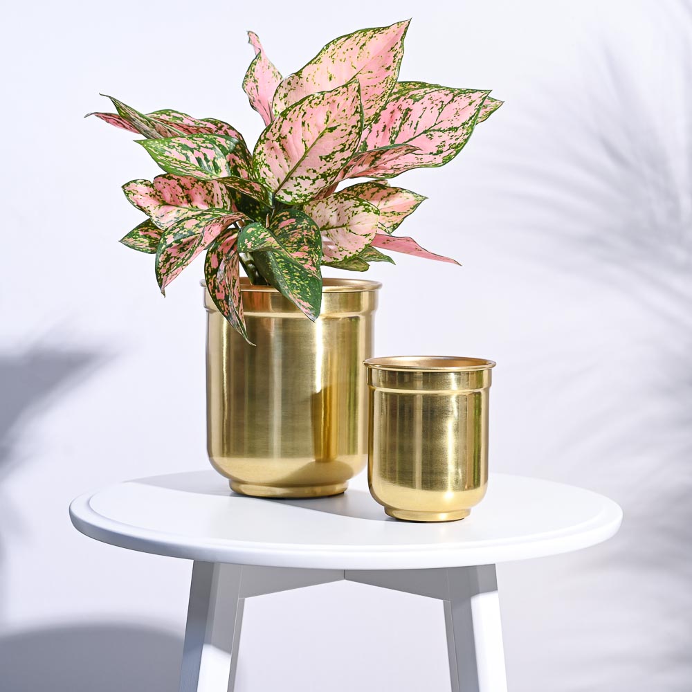 Ugaoo Aurelian Cylindrical Planter