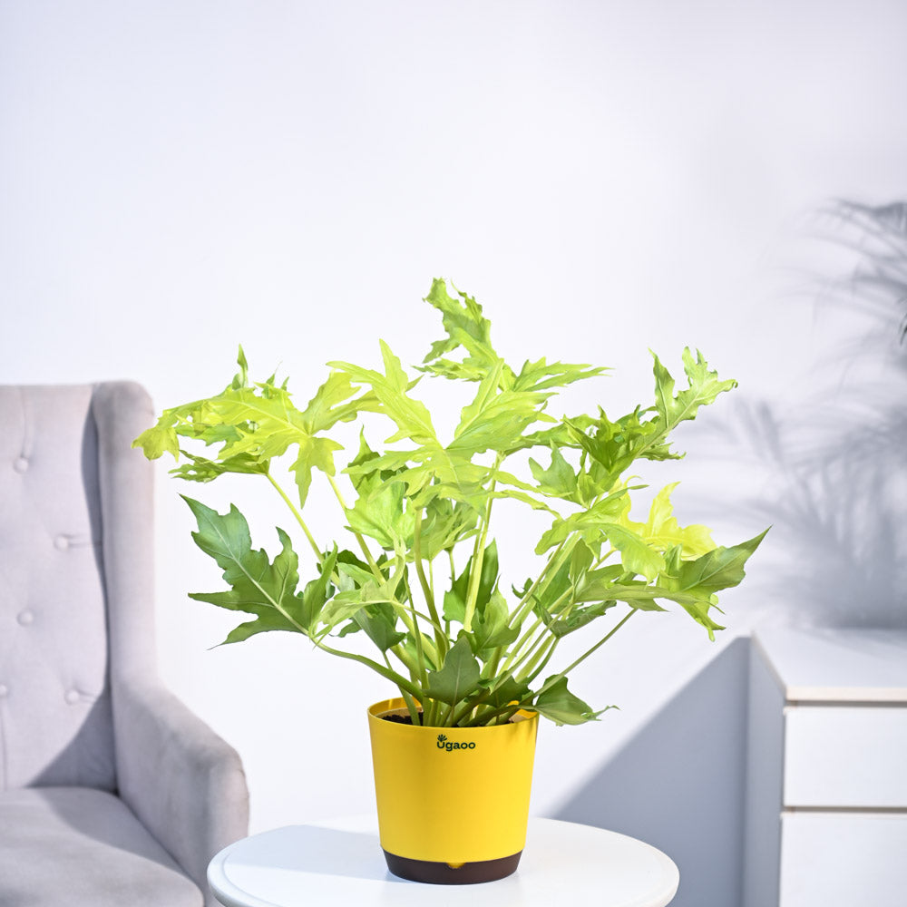 Ugaoo Philodendron Selloum Golden Plant - view 15