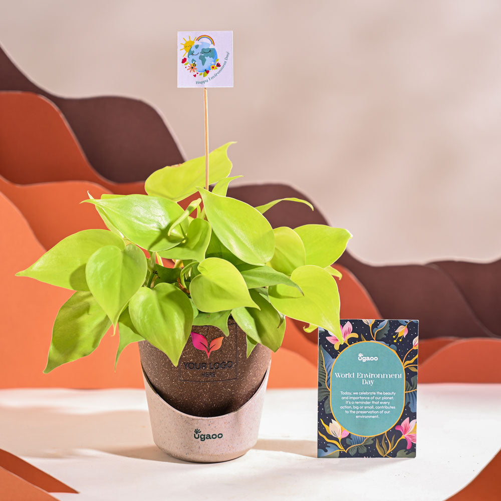 Ugaoo Philodendron Oxycardium Golden Plant For Environment Day Gifting - view 32