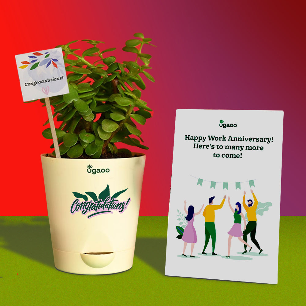 Ugaoo Jade Mini with Auric Premix Tea Gift Hamper - view 2