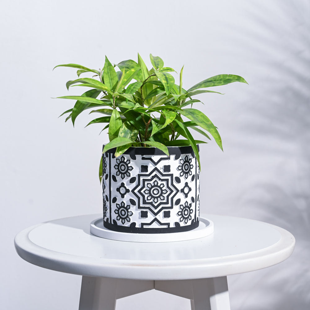 Ugaoo Mandala Cement Pot